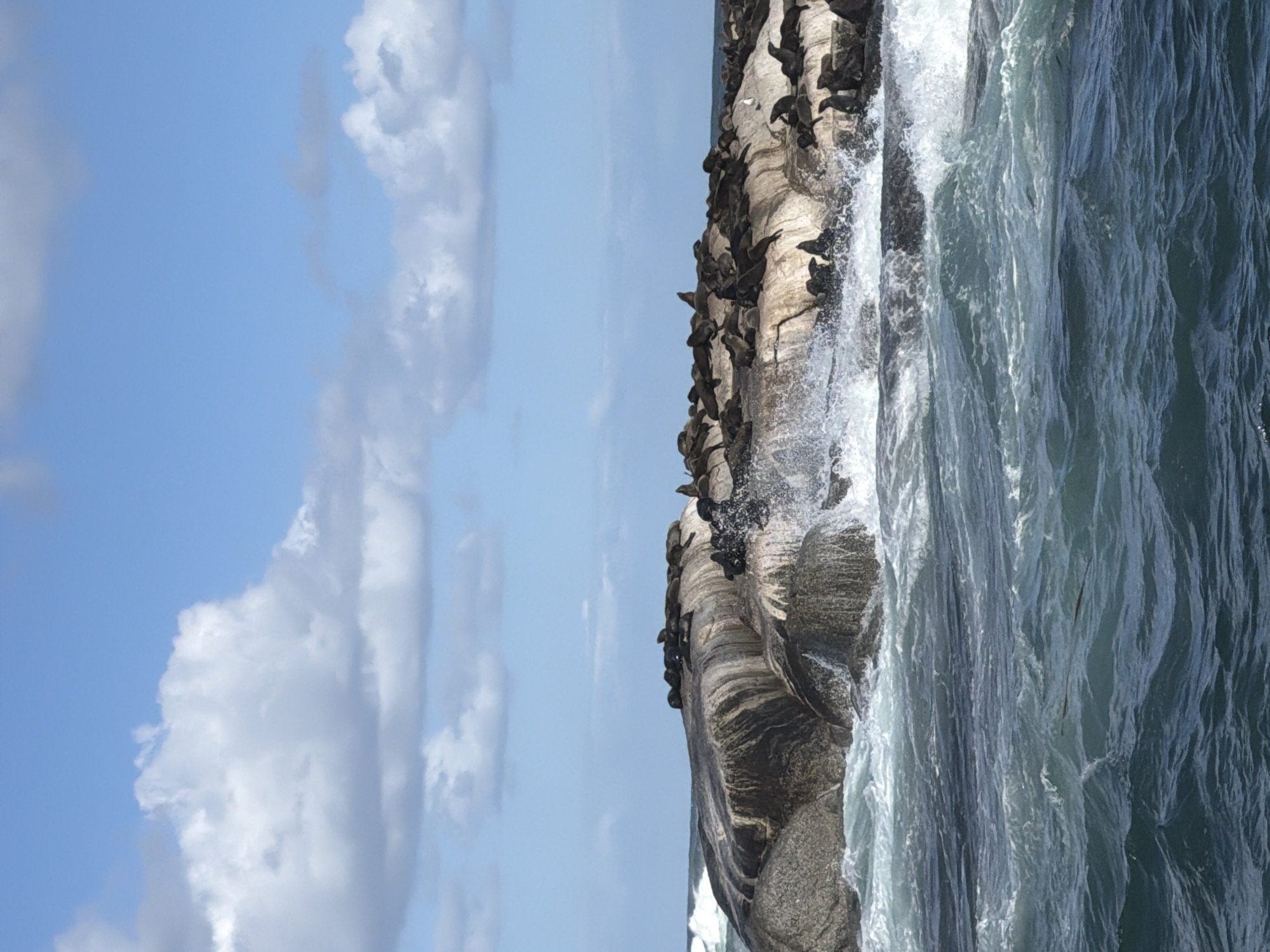 This image, when correctly oriented, captures a vibrant scene at a rocky seal colony, likely Duiker Island (Seal Island) near Hout Bay, South Africa. A large, dark rocky outcrop stretches horizontally across the middle and right side of the frame, teeming with numerous seals. These seals, identifiable as Cape Fur Seals, are densely packed on the rocks, some resting, others appearing to move or interact with each other. Their dark forms contrast with the lighter grey and brown tones of the wet, wave-battered rocks.
To the right of the rocky island, the ocean's surface is visible, characterized by choppy, dark blue-green water. Waves crash against the base of the rocks, creating white foam and spray that rises upwards, particularly noticeable in the mid-right. The texture of the water shows ripples and movement, indicating an active sea state.
The left half of the image features a bright blue sky with scattered white, fluffy cumulus clouds. The light suggests it is daytime, likely bright and clear. There are no visible people or discernible text in the frame. The scene portrays a bustling natural environment where marine life thrives amidst the powerful ocean and rock formations.