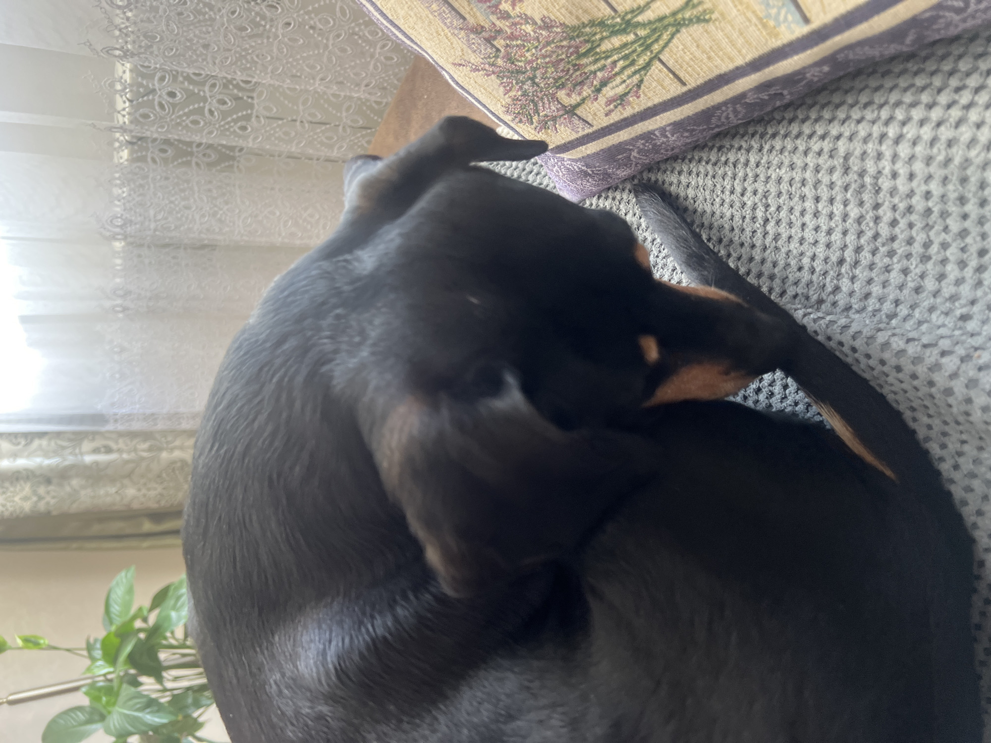 A black and tan dachshund is curled up on a gray knitted throw blanket on a couch or chair. A pillow with a lavender design rests behind the dog. A white, lace-patterned curtain is visible in the background, next to a potted plant. The location appears to be indoors, potentially a home. The scene is naturally lit.