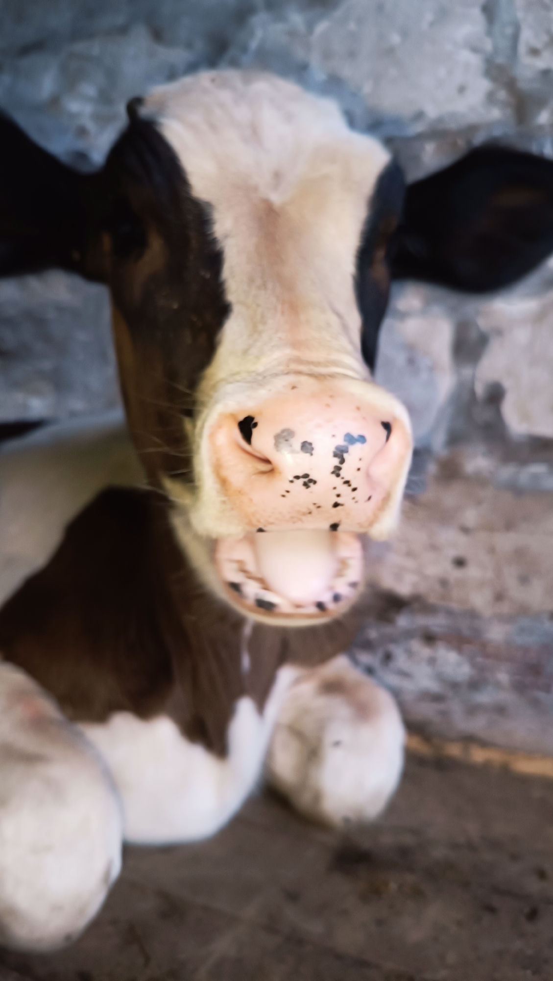 A close-up, vertical shot captures a calf's head and upper torso, with its mouth wide open. The calf has a black and white coat pattern, with black ears and patches of black on its face and body. Its snout is pink with black spots. The background is a rough, grey stone wall, suggesting an enclosure or barn setting. The lighting is dim and diffused. The image appears to be taken from a low angle, looking up at the calf. There is no indication of the location being in the city of Karsha, Russia, or any other specific city.