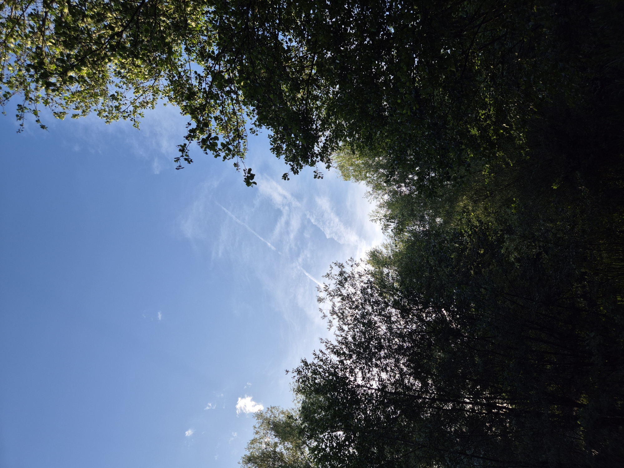 The image depicts a view of the sky through the canopy of trees, likely on the outskirts of Ergolding, Germany. The sky is a bright blue with scattered white clouds and several distinct contrails from aircraft forming an 'X' shape in the upper center. Sunlight filters through the dense, dark green foliage of deciduous trees, creating highlights on some of the leaves. The lower portion of the image is dominated by the dark, silhouetted shapes of the trees, suggesting a shaded area beneath the canopy. There are no people or discernible human activity in the scene.