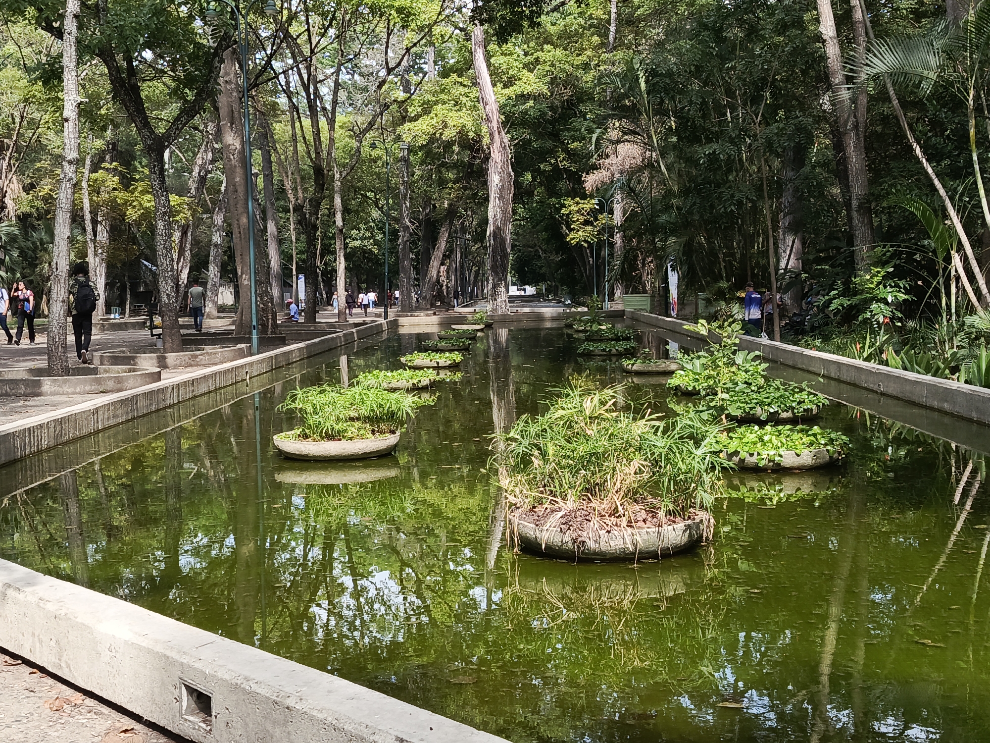 The image captures a serene, tree-lined park setting in Caracas, Venezuela, featuring a long, narrow body of water, possibly a canal or pond. The water, a distinct green hue likely from algae or reflections, is the central element, reflecting the surrounding tall trees and the bright sky above. Several circular planters, each containing lush green vegetation, are evenly spaced within the water, appearing to float or be partially submerged.
Along the left bank of the water feature, a paved pathway is visible, where several people are seen walking casually in various directions. Most appear to be strolling or passing through the park. On the far right bank, amidst dense foliage, one individual in a blue shirt is observed near the water's edge, holding a long tool that suggests they might be involved in maintenance or cleaning of the water body or surrounding plants.
The park is densely forested with numerous tall, slender trees featuring varying bark textures, creating a shaded and natural environment. Lampposts are interspersed among the trees, indicating evening illumination. The overall scene suggests a pleasant, sunny day, likely late morning or early afternoon, with bright natural light illuminating the area and creating clear reflections in the water. The edges of the water feature are constructed with concrete barriers, some showing small drainage outlets. No discernible text is visible in the image.