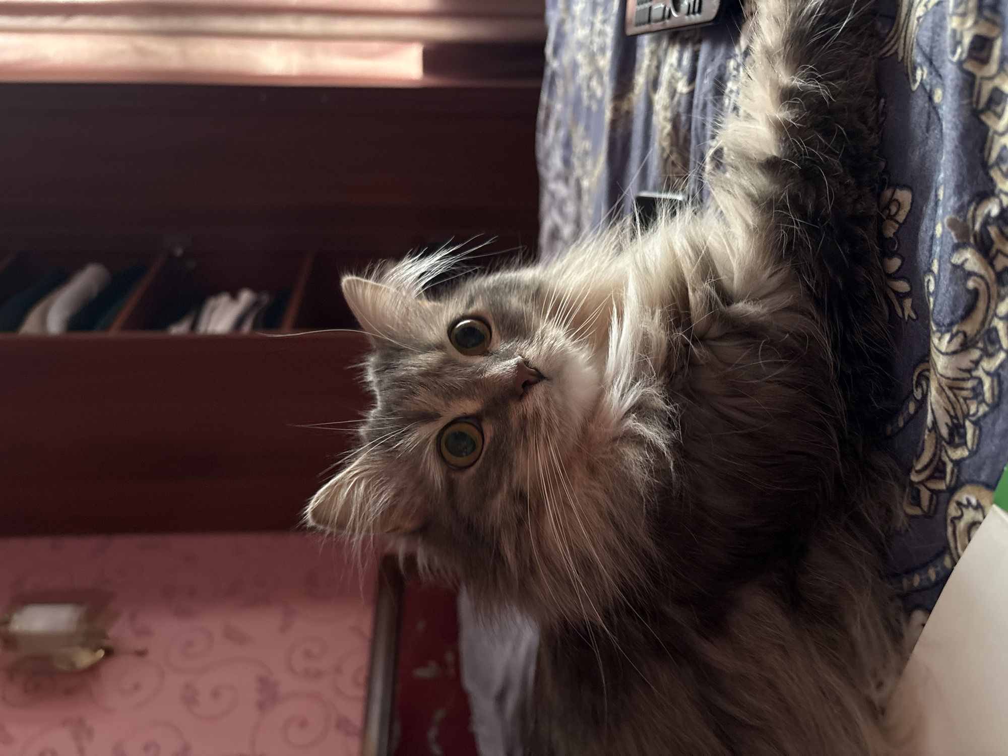 A fluffy gray cat with wide, green eyes is playfully peeking over a dark blue, patterned fabric. The cat's head is tilted, and its gaze is directed towards the camera. Its fur is long and appears soft, with lighter gray and white accents around its face and ears. Some of its fur stands on end, giving it a somewhat disheveled yet charming appearance.
In the background, a dark brown wooden shelf with multiple compartments is visible. Some items, possibly rolled-up materials or clothing, are neatly arranged within these compartments. To the lower left of the image, a pink patterned wallpaper is visible, with a small, gold-colored decorative object mounted on it.
The lighting suggests it might be daytime, possibly indoors, given the presence of furniture and the controlled lighting. The cat's expression is curious and engaging, hinting at a playful or inquisitive mood. The overall scene seems to be a domestic setting within a home in Perm, Russia. No visible text is present in the image.
