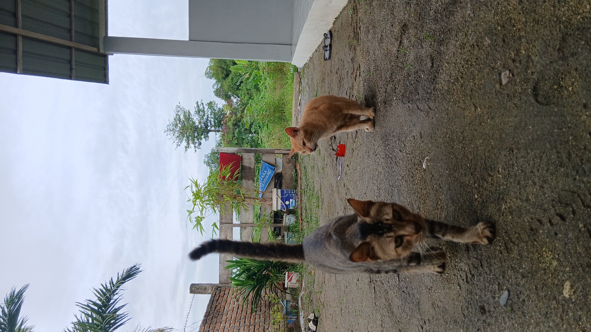 Two cats are present in the foreground of this outdoor scene. The cat on the left is a tabby and is walking towards the camera, with its tail raised. The cat on the right is orange and is standing and looking to its left. The ground is made of dirt and gravel. In the background, there is a brick wall, some plants, and a building with a metal roof. A cloudy sky is visible above. The setting appears to be a residential area, likely a yard or alley. The presence of the cats suggests a semi-urban or rural environment. The image was taken outdoors, likely during the daytime given the lighting conditions.
