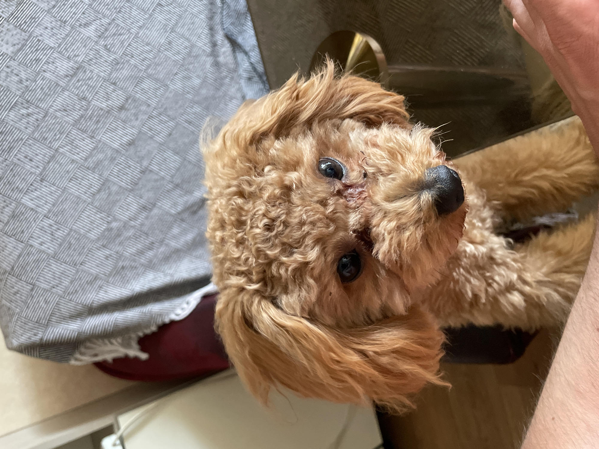 An auburn poodle puppy with curly fur is sitting on a brown surface. The puppy's face is visible, with dark eyes, a black nose, and some redness around its eyes and nose. The puppy is looking directly at the camera. In the background, a gray textured blanket is draped over a dark red object. Part of a person's arm and hand are visible in the foreground, with the hand appearing to be reaching towards the puppy. The image appears to be taken indoors, with wooden flooring visible. The scene is set in Kyiv, Ukraine.