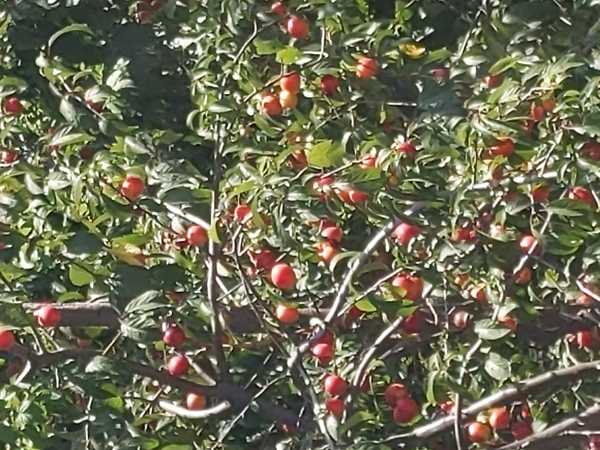The image depicts a close-up view of a tree laden with ripe plums, predominantly red and orange in color, nestled amongst lush green foliage. The plums are small to medium in size, appearing plump and ready for harvest. Branches of the tree are visible, crisscrossing the frame and supporting the fruit. The lighting suggests it is daytime, with sunlight dappling through the leaves, creating highlights and shadows on the fruit and branches. The scene is natural and appears to be an outdoor setting, possibly a garden or orchard. There is no indication of any specific location within the city of Kyiv, Ukraine, or any human presence. The focus is entirely on the abundance of fruit on the tree.