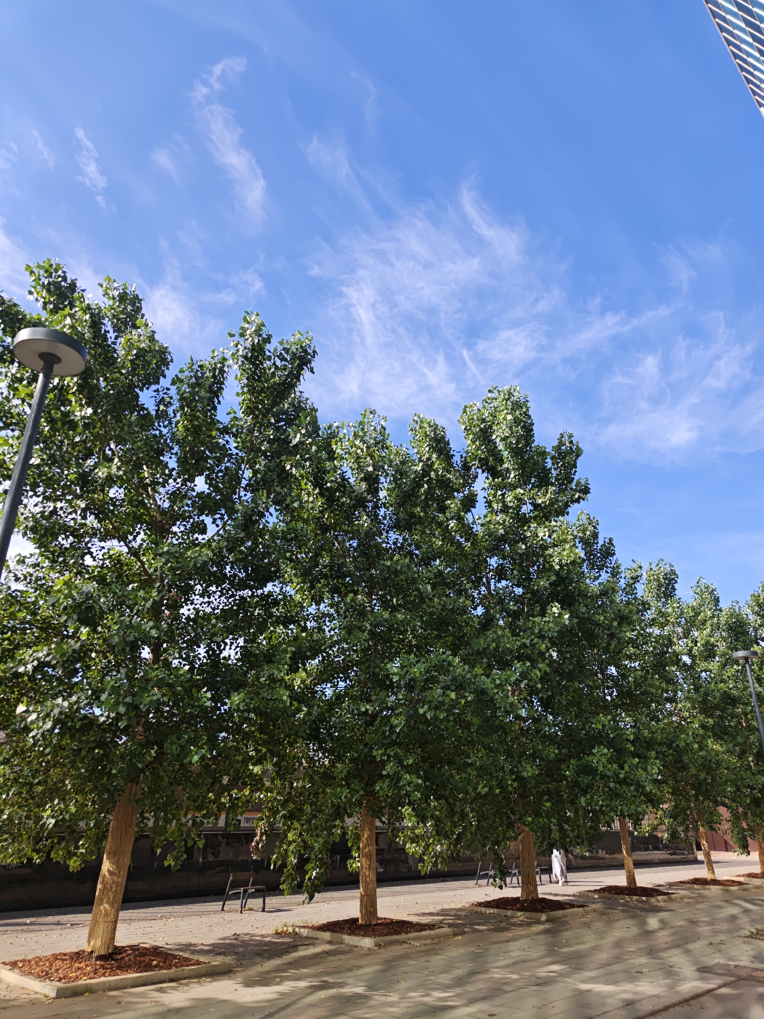 The image shows a line of tall trees with lush green foliage, planted along a paved walkway. The trees are spaced evenly, with their trunks appearing to be wrapped in a protective material. In the background, a dark, textured wall is visible, and beyond that, a modern building with a glass facade rises into the bright blue sky, which is sparsely dotted with wispy white clouds. A street lamp is visible to the left of the frame, and a single bench sits between two of the trees. A person in white clothing is walking in the distance, obscured by the trees. The ground is paved with square tiles, and the bases of the trees are mulched. This scene could be found in a modern urban development area in Moscow, Russia, such as a park or a pedestrian zone adjacent to a commercial or residential building.