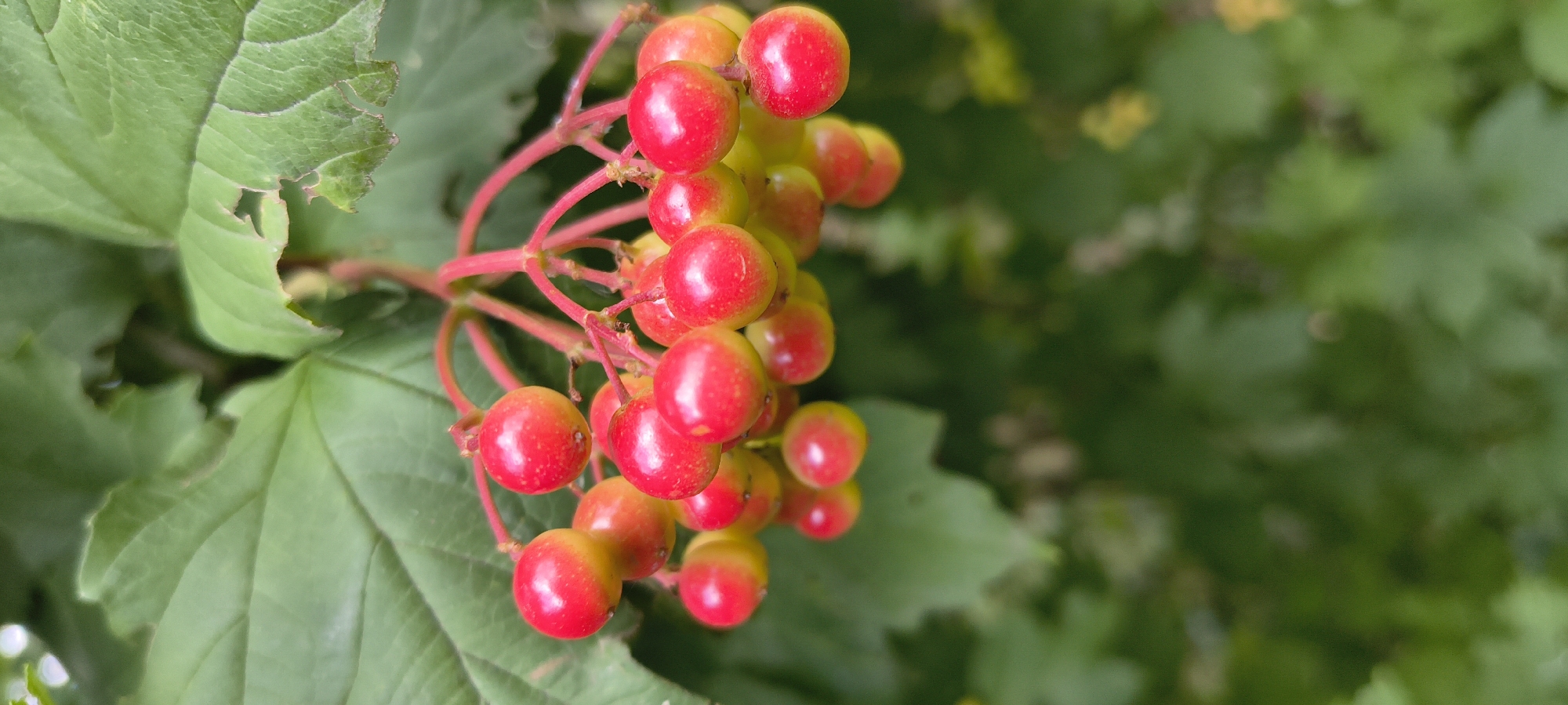 A cluster of bright red, round berries hangs from thin red stems against a backdrop of green leaves and foliage. The berries appear to be on a bush or tree. The leaves are large and have a slightly serrated edge, with some showing signs of damage. The lighting suggests it is daytime, with natural light illuminating the berries and leaves. The background is softly blurred, indicating a shallow depth of field. The scene is outdoors, possibly in a park or garden setting. There is no indication of any specific location in Mykolaiv, Ukraine.