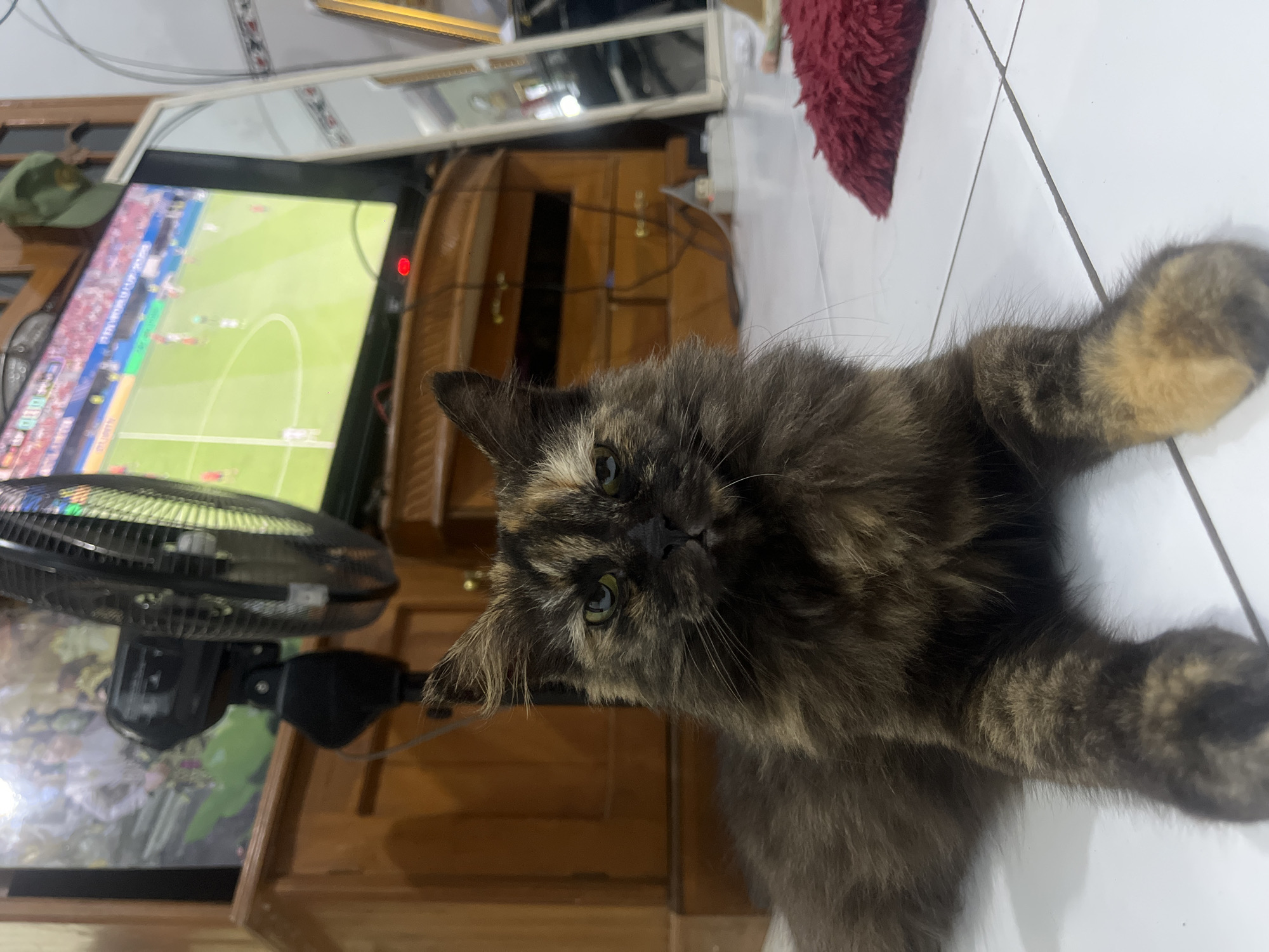 A tortoiseshell cat with green eyes is lying on a white tiled floor. The cat is facing the camera and appears to be looking at the viewer. In the background, a television screen shows a soccer game. A black oscillating fan is positioned in front of the television. To the right of the television, a tall, ornate mirror is leaning against a wooden cabinet. A red, fuzzy rug is visible on the floor to the right of the cat. The scene is set indoors, likely in a living room or common area. The lighting is natural and appears to be coming from the television and possibly a nearby window. The overall impression is one of a relaxed domestic setting. The location is identified as Mendoyo, Indonesia.