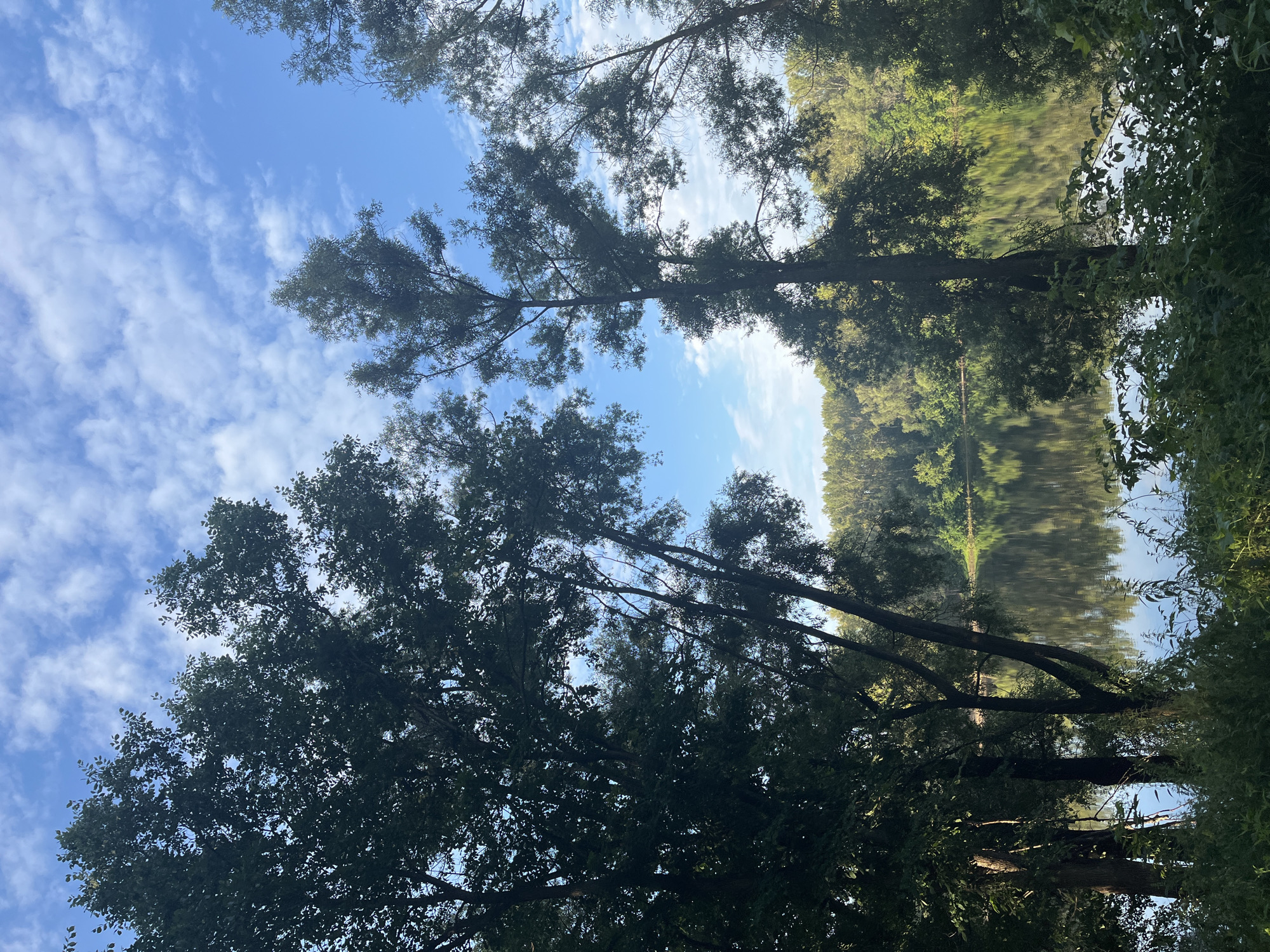 This is a photograph of a serene natural landscape, likely a river or lake surrounded by trees. The scene is captured from a slightly elevated vantage point, looking towards the water and the opposite bank. Tall, slender trees with dark green foliage dominate the foreground, their branches reaching towards a bright blue sky dotted with fluffy white clouds. The water in the middle ground is calm and reflective, mirroring the trees and the sky. The far bank of the water is lined with a dense band of trees, their greenery creating a lush backdrop. The overall impression is one of peaceful tranquility, characteristic of a natural setting. There are no people or man-made structures visible in the image.