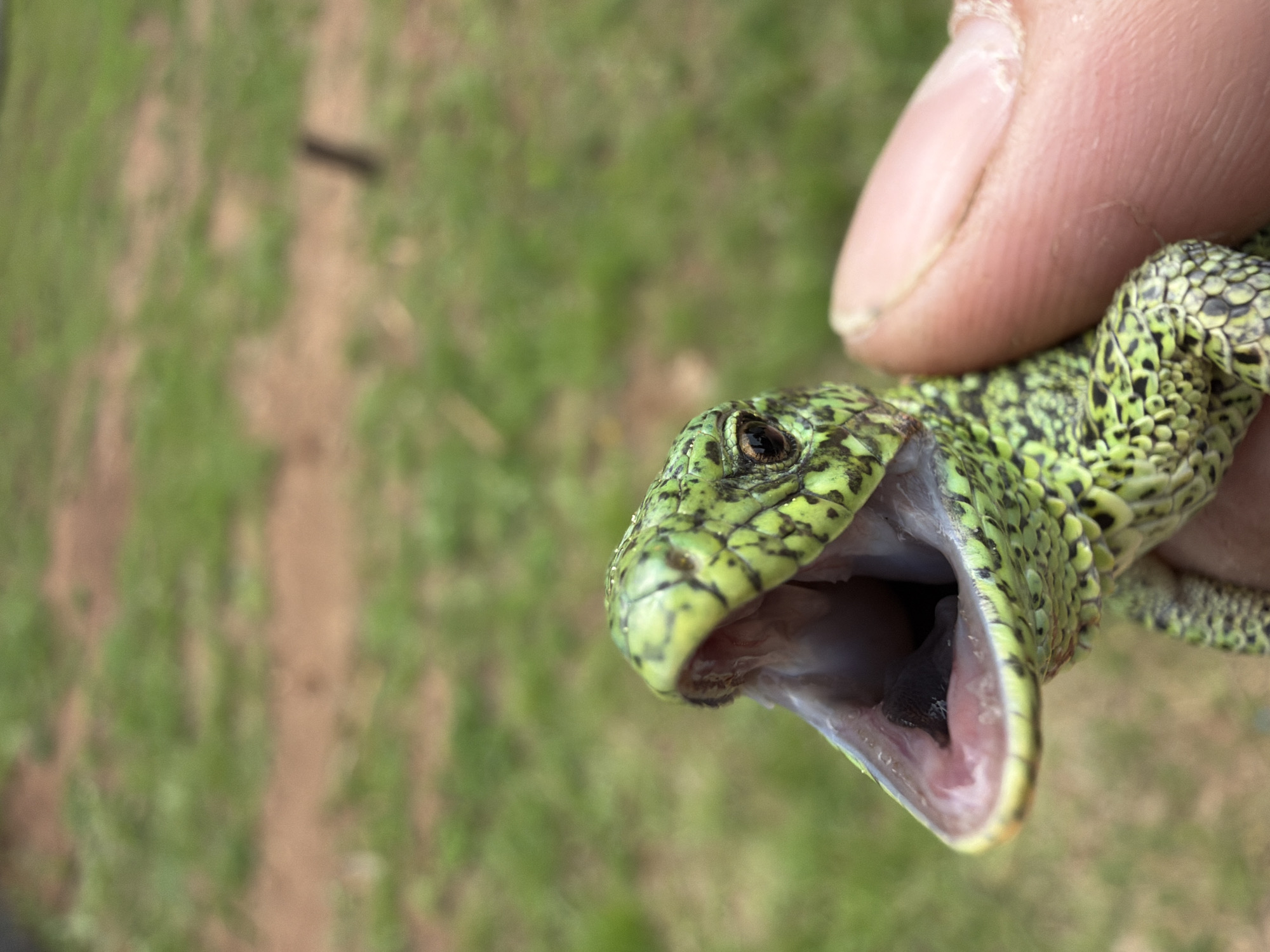 A green and black spotted lizard is being held by a finger, its mouth open. The background is blurred grass and dirt. The location is Прикамский, Russia.