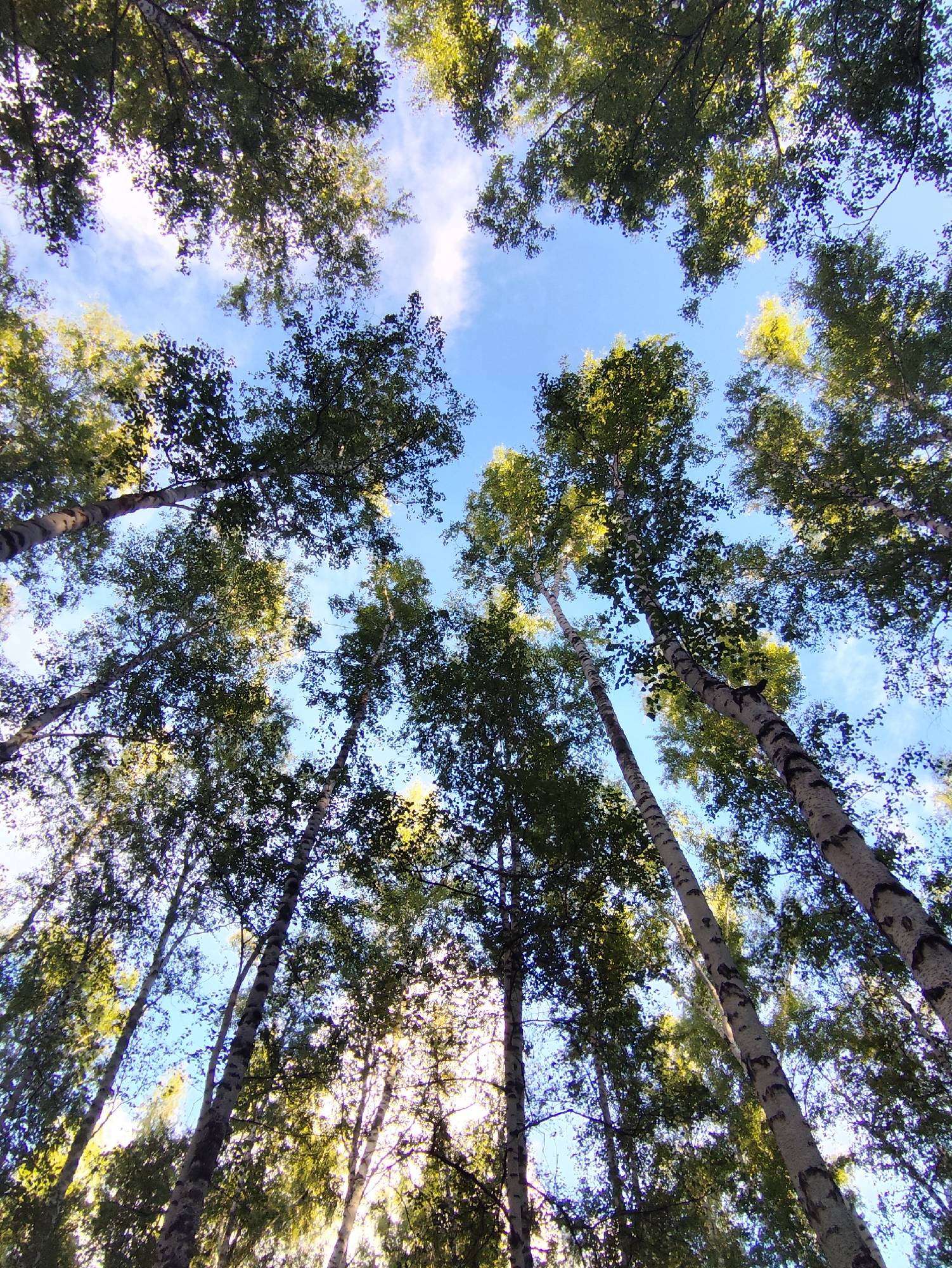 This image is a low-angle shot looking up at the canopy of a forest. Tall, slender trees, likely birch, dominate the frame with their distinctive white bark and dark markings. Their branches are laden with green leaves, creating a dense overhead cover that is partially illuminated by sunlight filtering through. The sky above is a clear blue with scattered white clouds. The perspective gives a sense of being immersed in the forest, with the trees reaching skyward. There are no people or man-made structures visible in the image, indicating a natural environment.