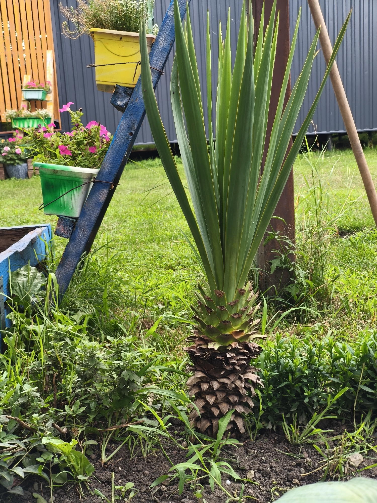 This image depicts an outdoor scene in a garden. The central subject is a young palm-like plant with a prominent, rough, bark-covered base and long, spiky green leaves extending upwards. Behind the plant, there's a dark grey corrugated metal fence. To the left of the plant, a blue wooden structure with a lean is visible, adorned with several hanging planters. These planters contain pink petunias and other greenery, with a yellow planter at the top. The ground is covered in green grass and dark soil, with some smaller plants and weeds interspersed. A wooden pole or stake is positioned to the right of the palm plant, leaning towards the right edge of the frame. The overall impression is a somewhat unkempt but colorful garden setting. The location is specified as Nevinnomyssk, Russia.