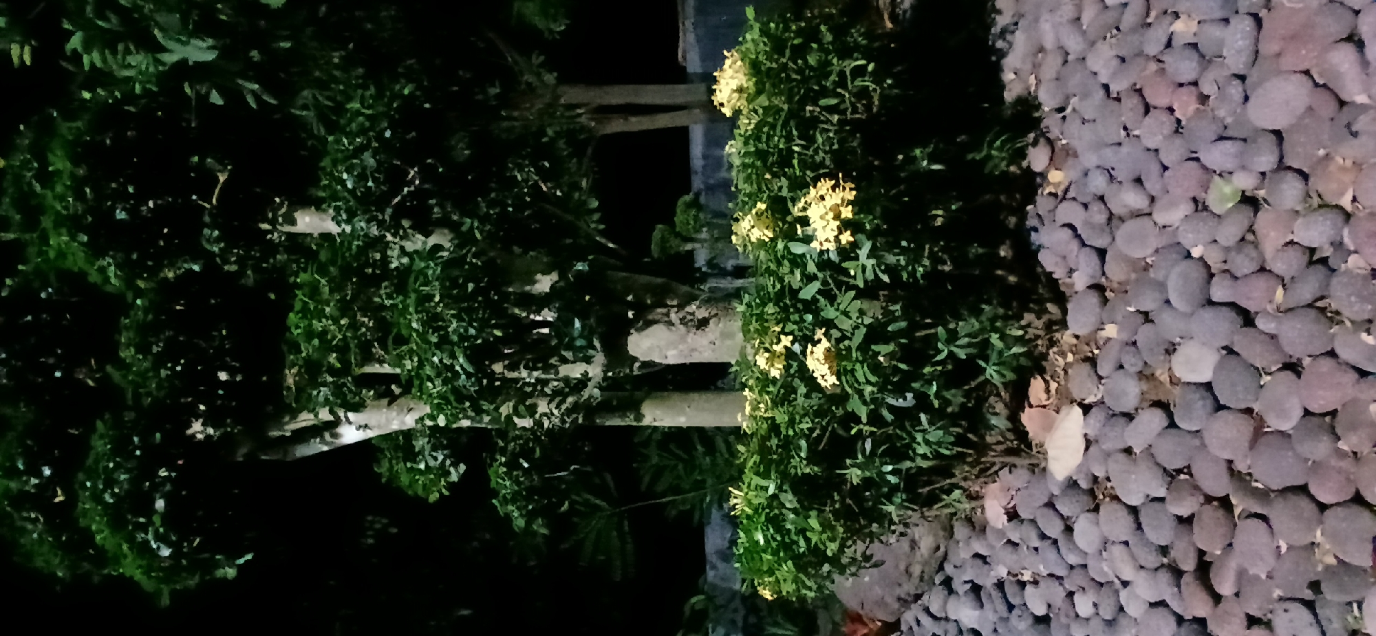 In Sekarputih, Indonesia, a nighttime photograph captures a garden setting. The foreground is dominated by a dense layer of smooth, rounded pebbles in varying shades of grey and brown. To the right and center, a low, lush green bush with clusters of small, bright yellow flowers is prominently displayed. Behind the flowering bush, the textured, light-colored trunks of several trees rise vertically, their dense green foliage forming a dark canopy against the night sky. In the background, hints of a low, concrete wall and the silhouettes of more trees can be observed. The overall scene is dimly lit, suggesting artificial light sources are present but not directly visible in the frame.