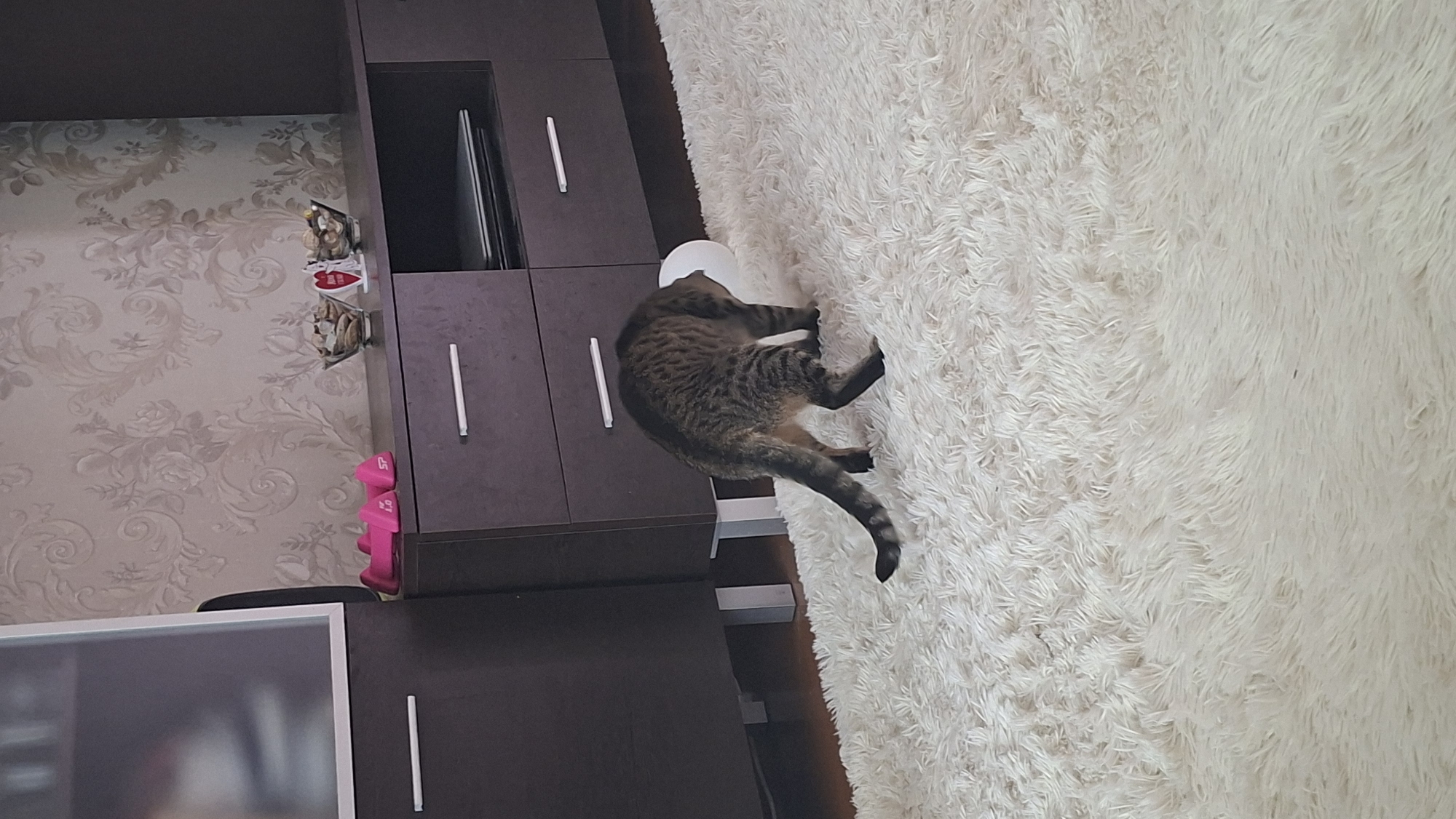 A tabby cat with its head stuck in a white plastic bowl is positioned on a thick, cream-colored shag carpet. The cat is facing away from the camera, its body angled towards the right. Its tail is extended and curved upwards. The cat is situated in what appears to be a living room. Behind the cat, a dark brown dresser with silver drawer pulls is visible. On top of the dresser, there are two glass bowls filled with what seem to be small decorative items, and a red heart-shaped object between them. To the left of the dresser, a portion of a dark brown furniture piece with a reflective surface is visible. The background features wallpaper with a floral pattern.