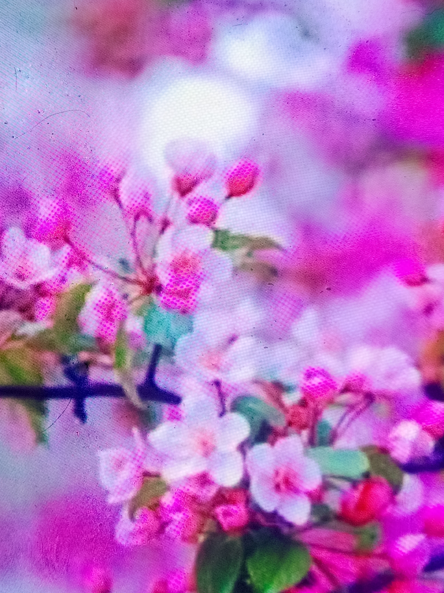 This is a close-up, overexposed, and heavily pixelated image of pink and white flowers with green leaves. The background is a blurry wash of bright pink and white. There are visible scratches and digital noise on the image, indicating it is likely a photograph of a screen displaying an image or a heavily compressed digital file. The image is abstract and does not contain any identifiable landmarks or features that would suggest a specific location in a city.