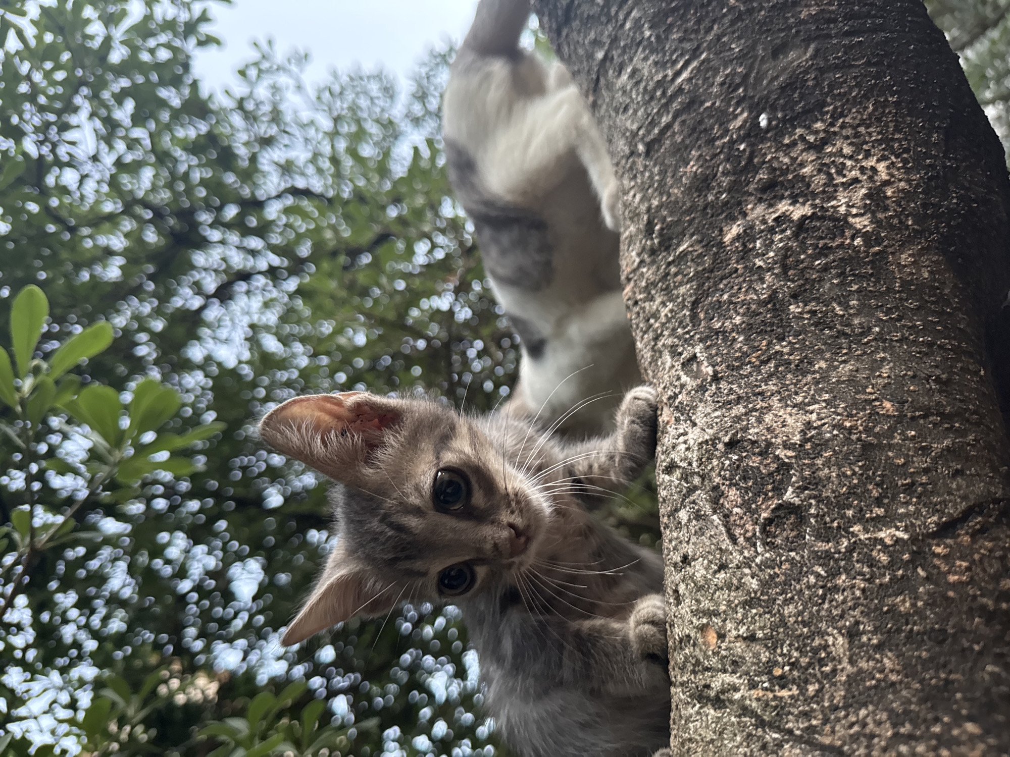 A close-up, low-angle outdoor shot features a very young, grey tabby kitten perched on a rough tree branch. The kitten is positioned on the left side of the frame, facing slightly to the right, with its large, dark eyes looking downwards and to the right. Its ears are perked, and its delicate whiskers are spread wide. The kitten's fur appears somewhat disheveled, and its small paws are visible resting on the branch.
In the background, out of focus, another cat, mostly white with grey patches, is partially visible, appearing to be walking or climbing further along the same branch to the right. The tree branch itself is thick and textured, showing signs of age and weathering.
Above the cats, the background is filled with the bokeh effect of green leaves and dappled sunlight, suggesting a canopy of trees overhead. The sky is a pale blue, visible in the upper right corner. The lighting is natural and bright, creating a soft, dappled effect on the scene. The overall impression is one of a serene, natural setting. No elements in the image suggest it is located in Kotor, Montenegro.