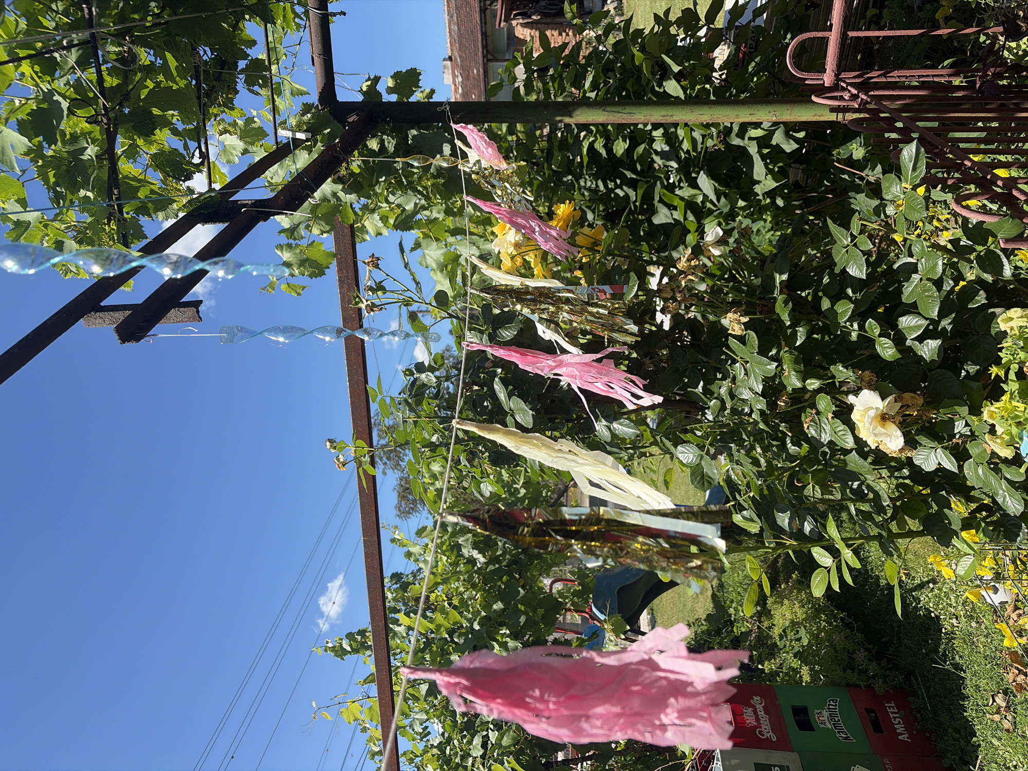 The image depicts an outdoor scene in Vlasatitsa, Bulgaria, on a sunny day. A clothesline strung between two metal posts is adorned with various festive decorations. Among these are pink paper streamers, metallic gold and silver tinsel strips, and white paper streamers. hanging from the line. There are also two clear plastic spiral decorations, possibly wind spinners, one larger and one smaller, suspended above the streamers.
The background is filled with lush greenery, including a dense rose bush with both green leaves and some yellow roses, as well as other plants and what appears to be a grapevine overhead. In the lower left corner, stacks of colorful beverage crates are visible, with labels including "Zarocpola," "Kamenitza," and "AMSTEL." A small section of a red metal fence is present on the right side of the frame. The sky is a clear, bright blue with a few wispy clouds and visible overhead power lines. The overall impression is one of a decorated outdoor space, likely a yard or garden, prepared for a celebration or event.