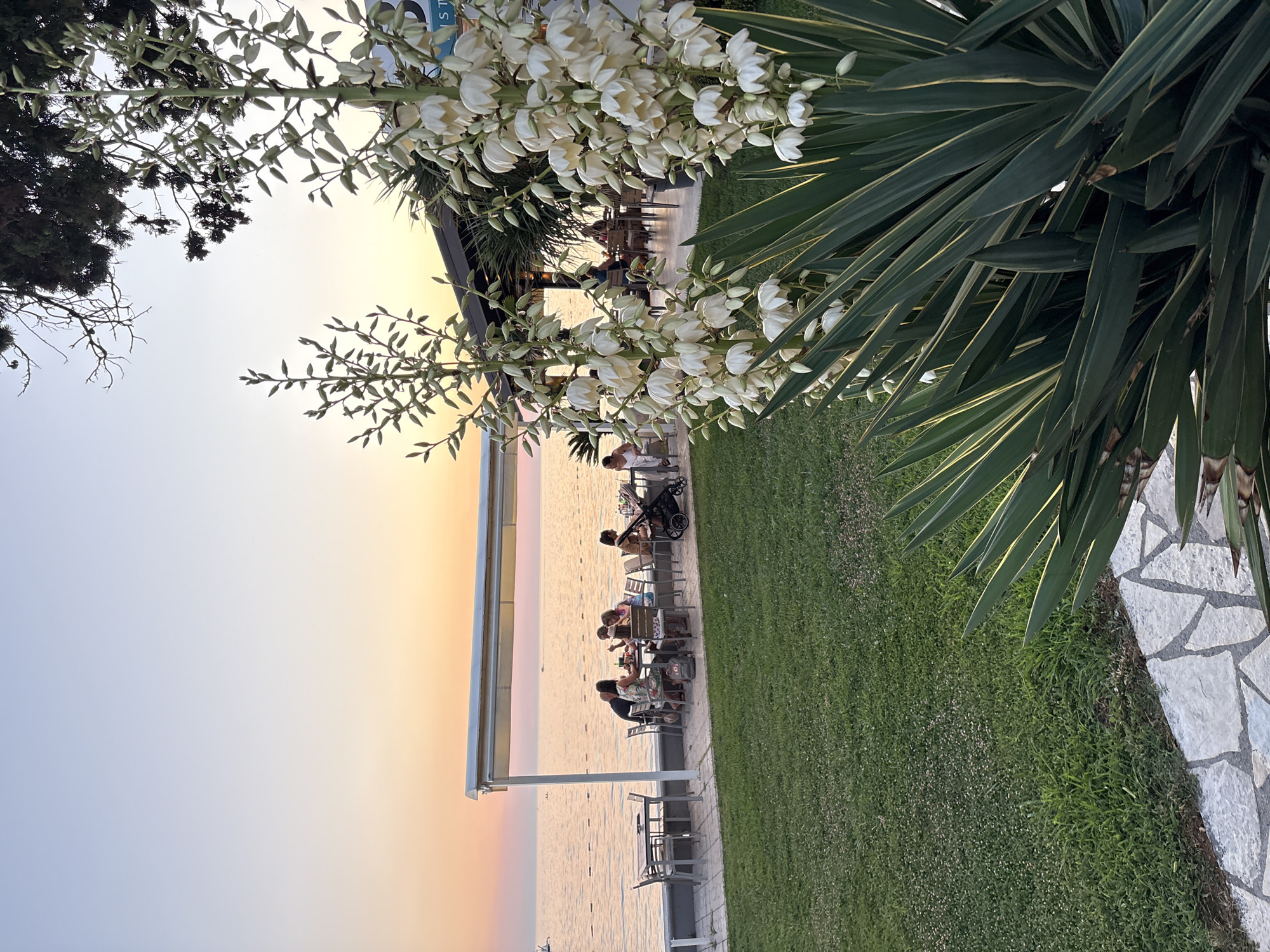 This image depicts an outdoor dining area adjacent to the sea, likely in the city of Bar, Montenegro. In the foreground, large yucca plants with white blooming flowers are prominent, framing the scene. Behind them, a grassy lawn leads to a paved patio area where several tables and chairs are set up. A white canopy covers a portion of the patio.
Several groups of people are seated at the tables, engaged in dining or conversation. One group appears to be a family with children, and there is also a stroller present. The sea is visible in the background, with gentle waves and a few buoys marking a swimming area. The sky exhibits the warm hues of a sunset or sunrise, with gradients of orange, pink, and blue. A building with a dark roof and some foliage can be seen behind the patio area. The overall atmosphere suggests a relaxed evening at a seaside restaurant.
