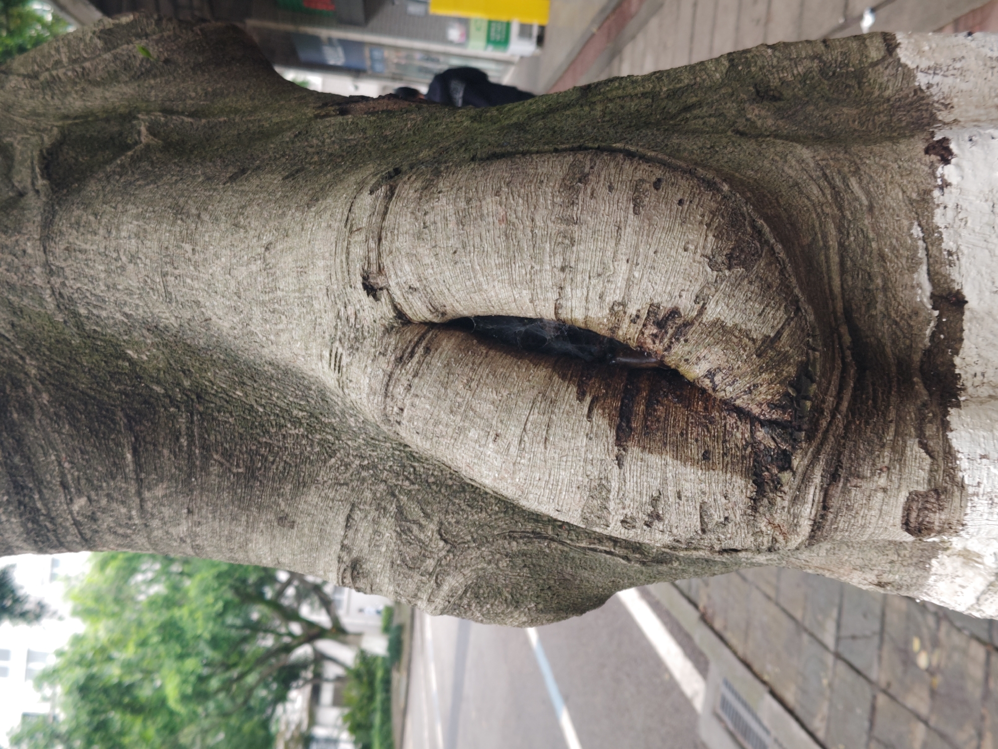 The image displays a close-up of a large tree trunk, oriented vertically, in what appears to be an urban or suburban setting within Chongqing High-tech Zone, China.
The primary subject is the tree trunk itself, which features a distinctive natural formation resembling a closed mouth or lips, located centrally on the bark. This prominent crevice is horizontally elongated, with the bark forming pronounced, rounded edges around a dark, moist-looking interior. The dark area within the "mouth" appears wet or stained, possibly containing a small amount of liquid or sap, and some delicate cobwebs are visible. The bark across the trunk is heavily textured with vertical striations and grooves, predominantly in shades of grey and brown. Some sections of the bark show darker, potentially damp or discolored patches. On the far right side of the trunk, there is a distinct patch of white paint, contrasting with the natural bark.
In the background, on the left, blurred green foliage of other trees and parts of light-colored buildings are visible, suggesting a park-like or roadside environment. On the right, a paved surface, likely a sidewalk or road, is visible with a clear white painted line. A metal drain grate is also discernible on the ground. The scene is well-lit, indicating daytime, with soft, diffused lighting that casts no harsh shadows. There is no activity or event taking place, as the image captures a static natural formation. No visible text is present in the image.