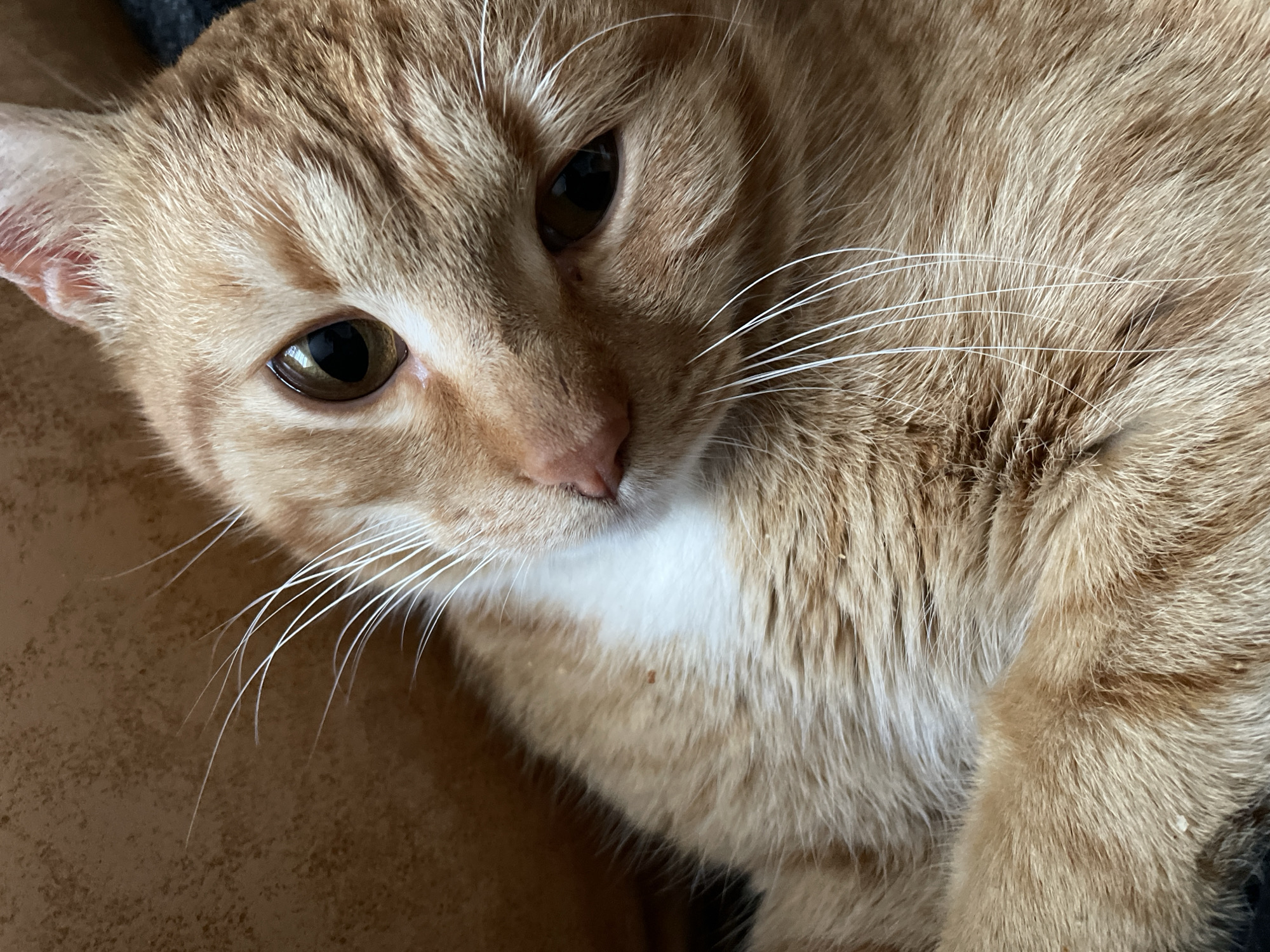 Close-up of an orange tabby cat with white chest fur, laying on a brown surface. The cat has brown eyes, white whiskers, and its fur shows darker stripes. The background is blurry.
