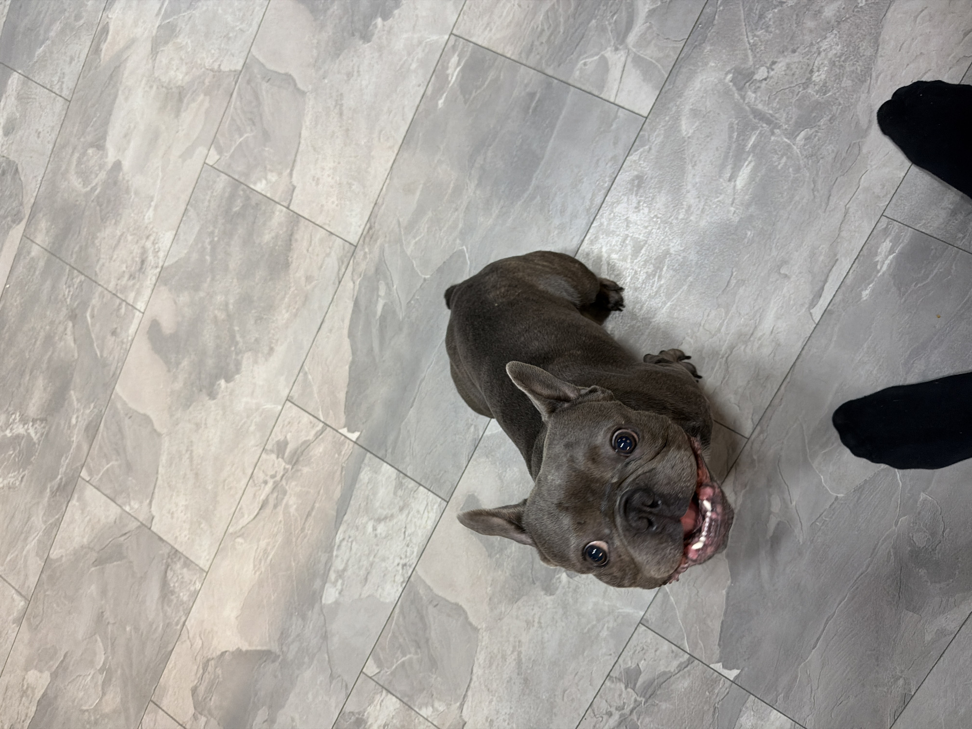 A French Bulldog is on a grey tiled floor, looking up at the camera with its mouth open and tongue visible. Two feet, wearing black socks, are in the foreground. The dog is a dark grey color with big, round eyes. The floor tiles are a light grey with a marbled pattern and are laid in a staggered pattern. The scene is indoors.