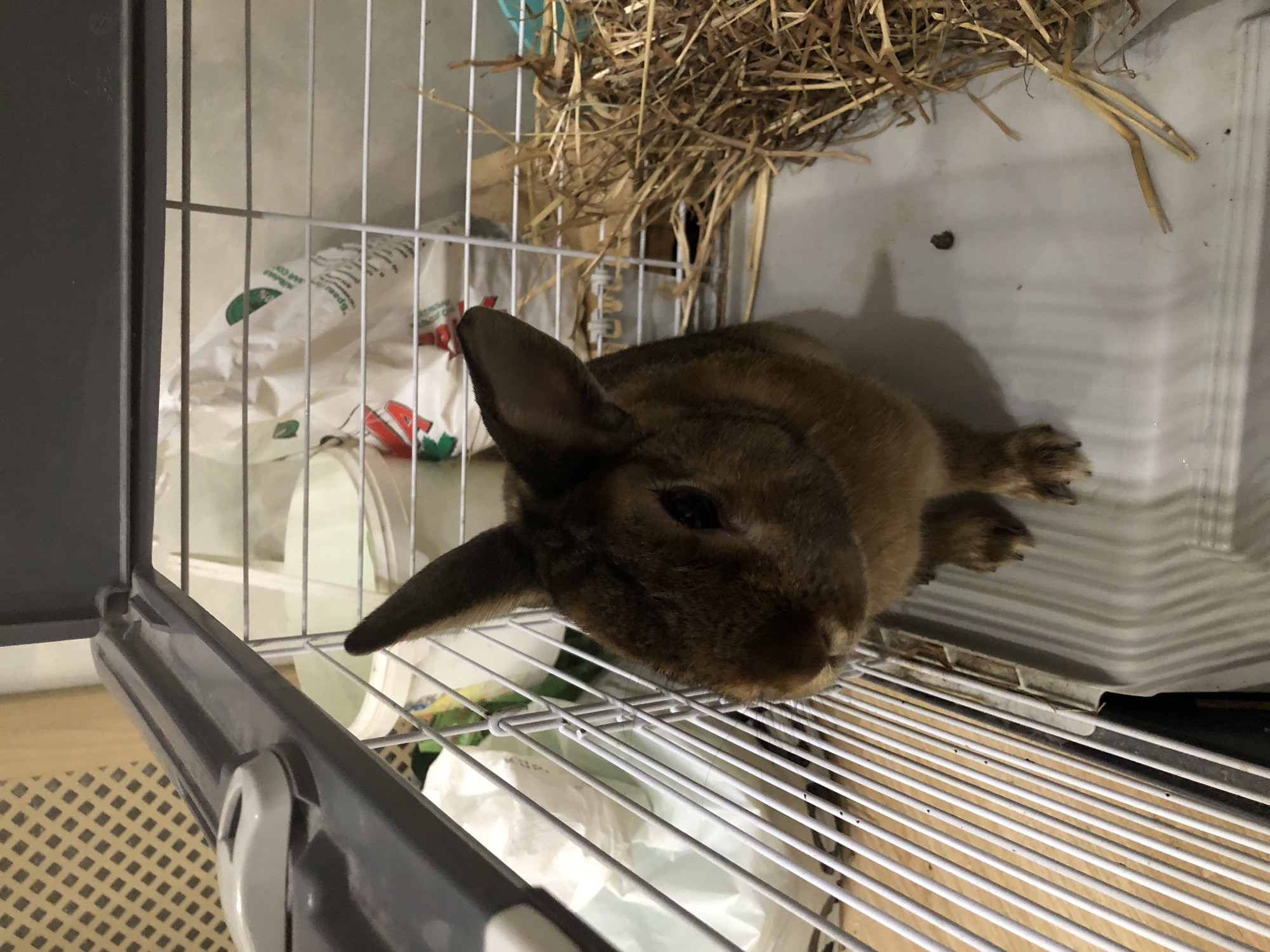 A brown rabbit is lying on the wire floor of a cage, its head resting on its paws. The cage is made of grey plastic and wire. In the background, there is a pile of hay in the upper right corner, and a white plastic bag with green and red lettering on the left. The lighting suggests it is indoors, possibly in a home or shelter, with artificial light. The rabbit appears calm or resting. The scene is static, with no active event taking place beyond the rabbit's presence in its enclosure. The time of day and weather are not discernible from the image. No specific location cues within Solikamsk, Russia are visible, but the context provided places the image there.