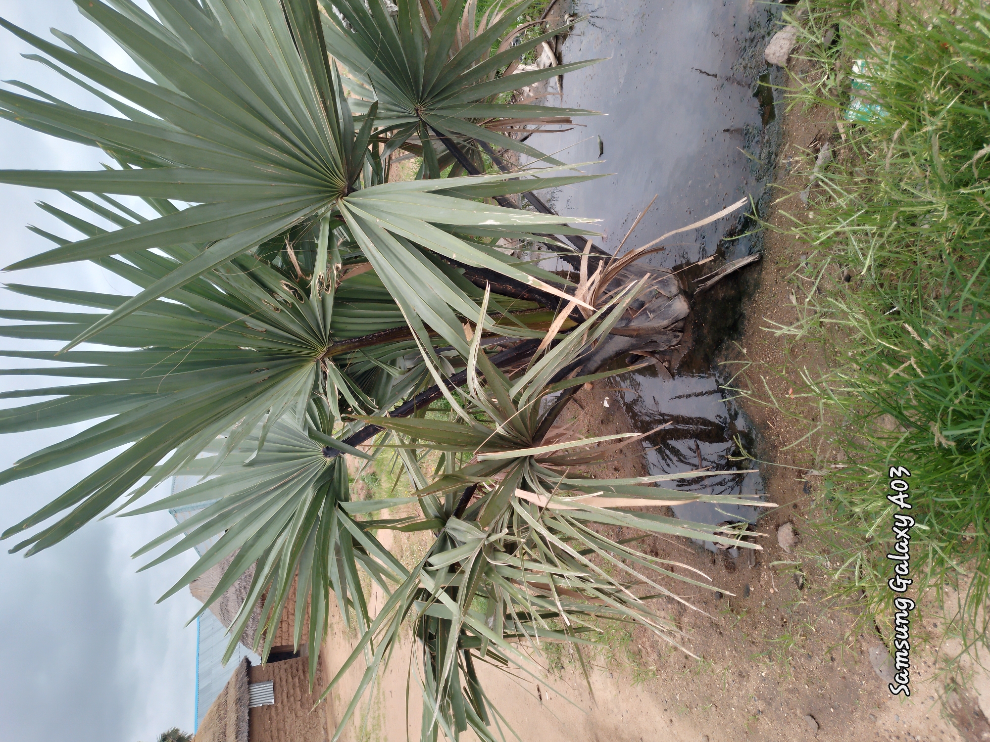 The image shows a close-up of a palm tree with large, fan-shaped leaves in the foreground. Behind the palm tree, there are several traditional mud houses with thatched roofs and some with corrugated metal roofs. The houses appear to be located in a rural or semi-rural area, with dirt ground and some sparse vegetation. There is a small pool of water near the base of the palm tree, with some debris floating in it. The sky is overcast with clouds. The bottom left corner of the image contains a watermark that reads "Samsung Galaxy A03". The scene is consistent with a location in Angwan Hausawa, Nigeria, given the architectural style of the houses and the tropical vegetation.