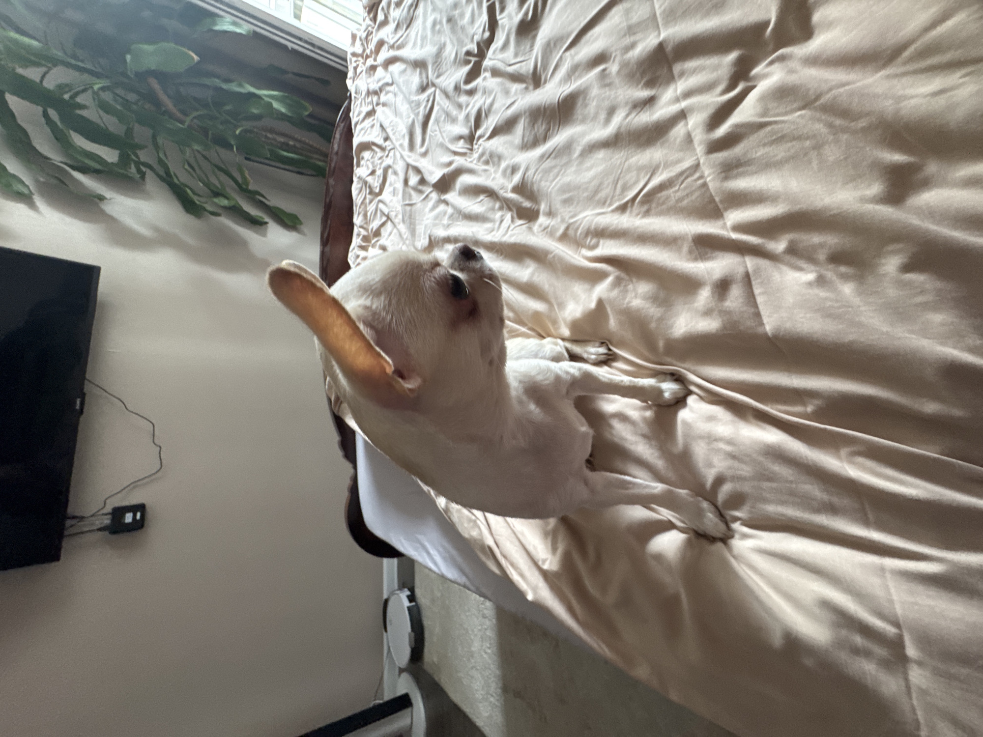 A small, light-colored chihuahua is sitting on a bed with tan satin sheets. The dog is looking to the right of the frame, with its large ears perked up. The bed is made with rumpled sheets, and a dark wooden headboard is visible behind the dog. In the background, a flat-screen television is mounted on the wall, and a tall green plant with long leaves is to the right. A robotic vacuum cleaner can be seen on the floor to the left. The lighting suggests it is daytime, with sunlight filtering in from a window out of frame.