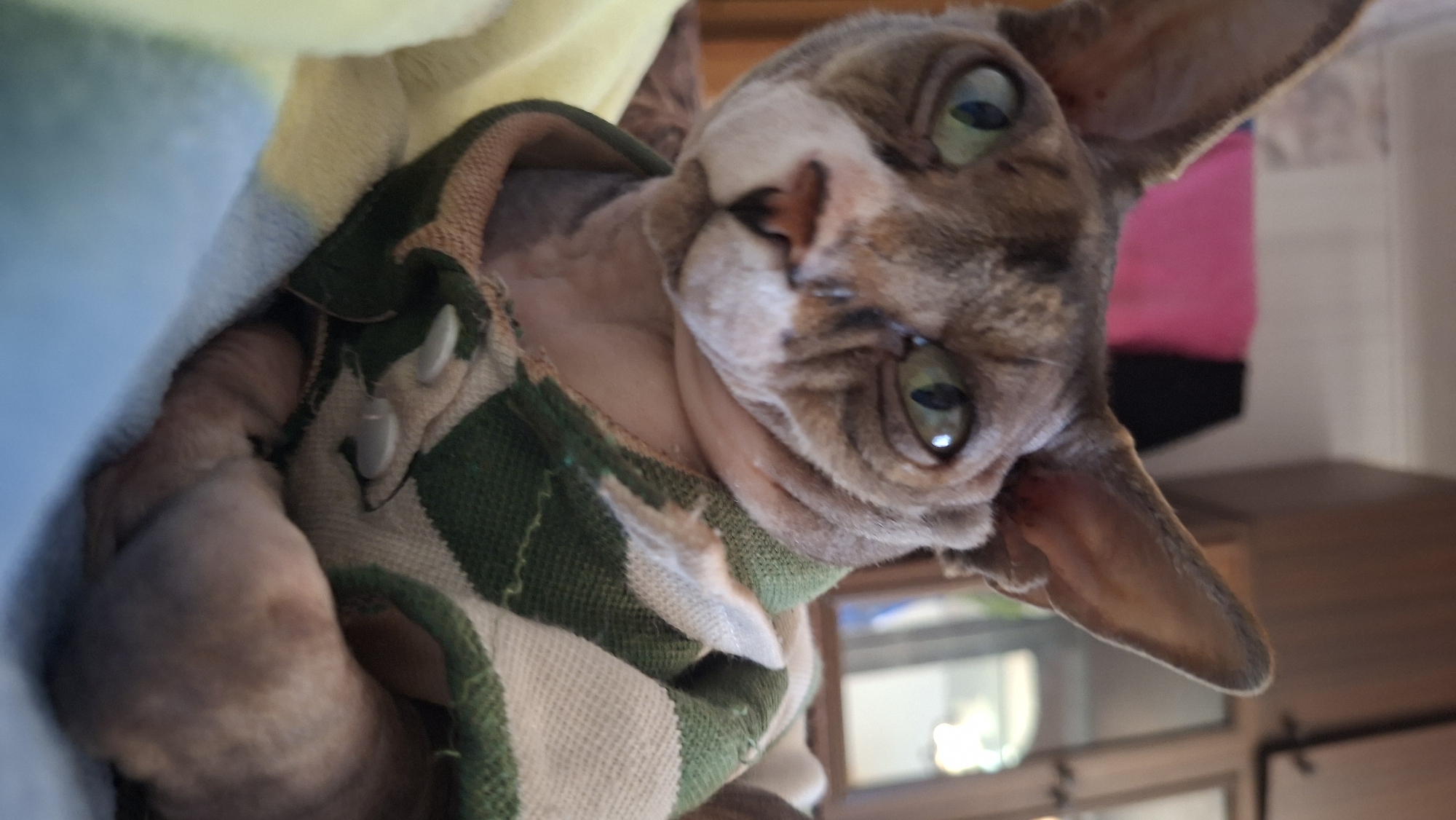 A close-up, waist-up, portrait-style photograph shows a Sphynx cat. The cat is facing the camera, with its head tilted slightly to the left. It has large, pointed ears and distinctive wrinkled skin. The cat's fur is a mottled pattern of brown and white. It has bright green eyes and a pink nose. The cat is wearing a green and white striped shirt with white buttons. The background is blurred, but appears to be an indoor setting. A pink and black blanket or fabric is visible in the upper left portion of the image. The cat is resting on a yellow and blue blanket or comforter. The image does not contain any information that can be used to determine its location within Забалоцкі сельскі Савет, Belarus.