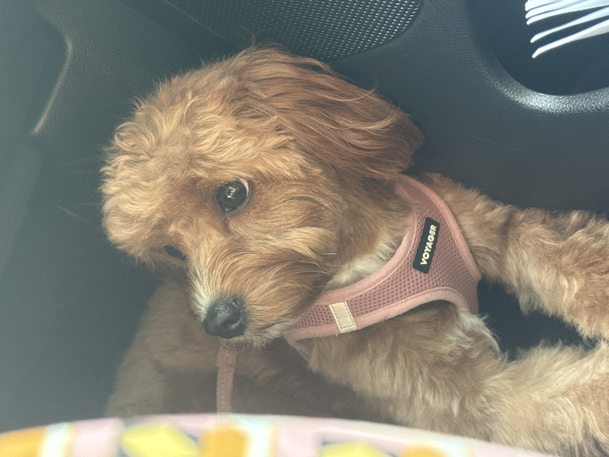 A medium shot captures a brown dog, likely a Cavapoo, wearing a pink "Voyager" harness. The dog is lying down, facing left, with its head turned slightly to the right, looking towards the viewer. Its dark eyes are wide open, and its nose is black and moist. The dog's fur is medium-length and curly, with lighter brown tones around its muzzle and ears. To the left of the dog, a portion of a pink and yellow patterned fabric item, possibly a blanket or carrier, is visible. The background consists of dark, textured surfaces, suggesting the interior of a car. The lighting is soft, highlighting the dog's features. There are no people visible in the image. The location is identified as Deerfield Beach, United States of America, though the image itself does not contain any visual cues to confirm this specific location.