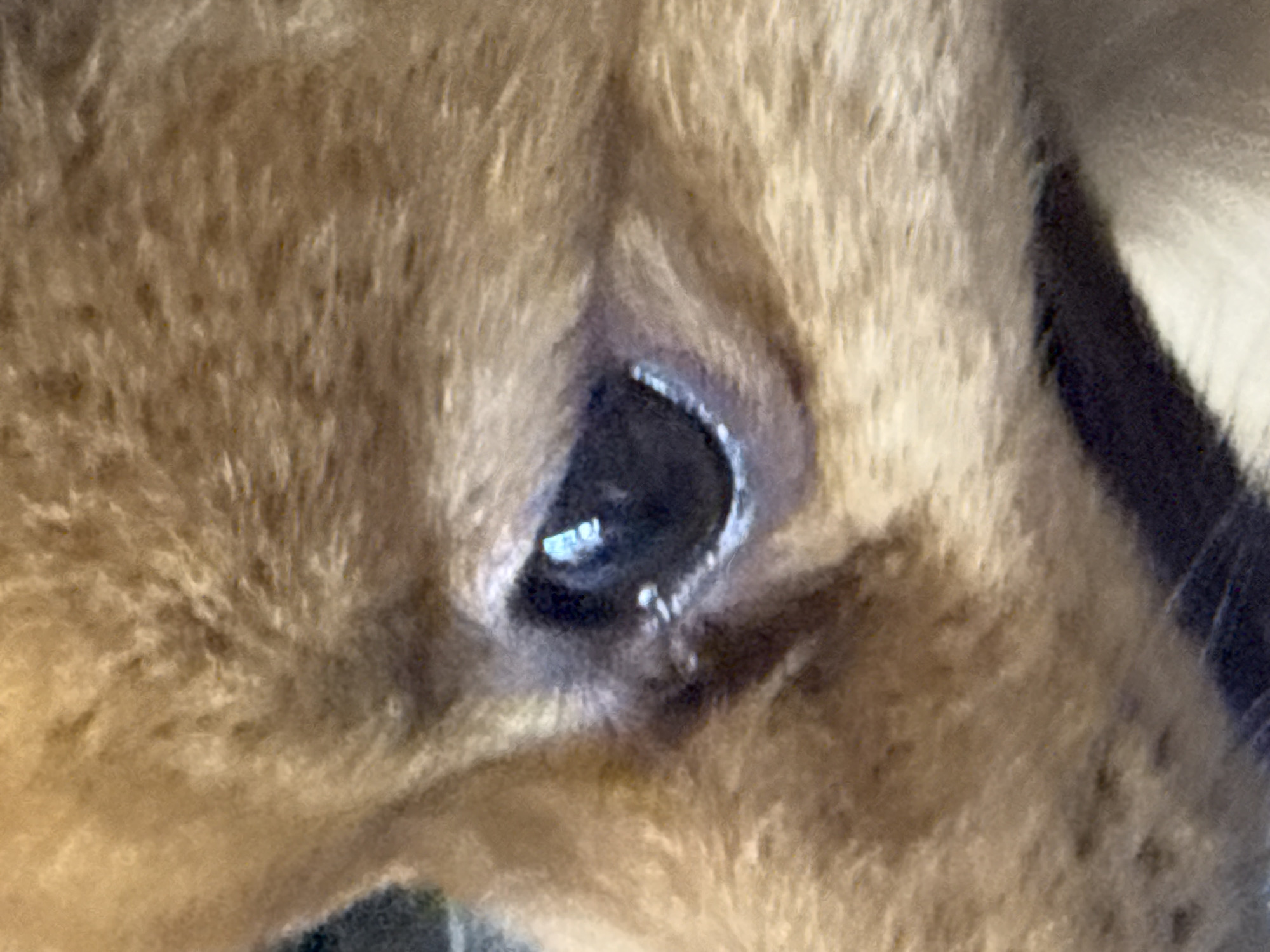 A close-up image shows the eye and surrounding fur of an animal, likely a dog. The fur is light brown and appears soft. The eye is dark with a visible reflection. The scene is not identifiable as being in Khimki, Russia, based on the visual information provided.