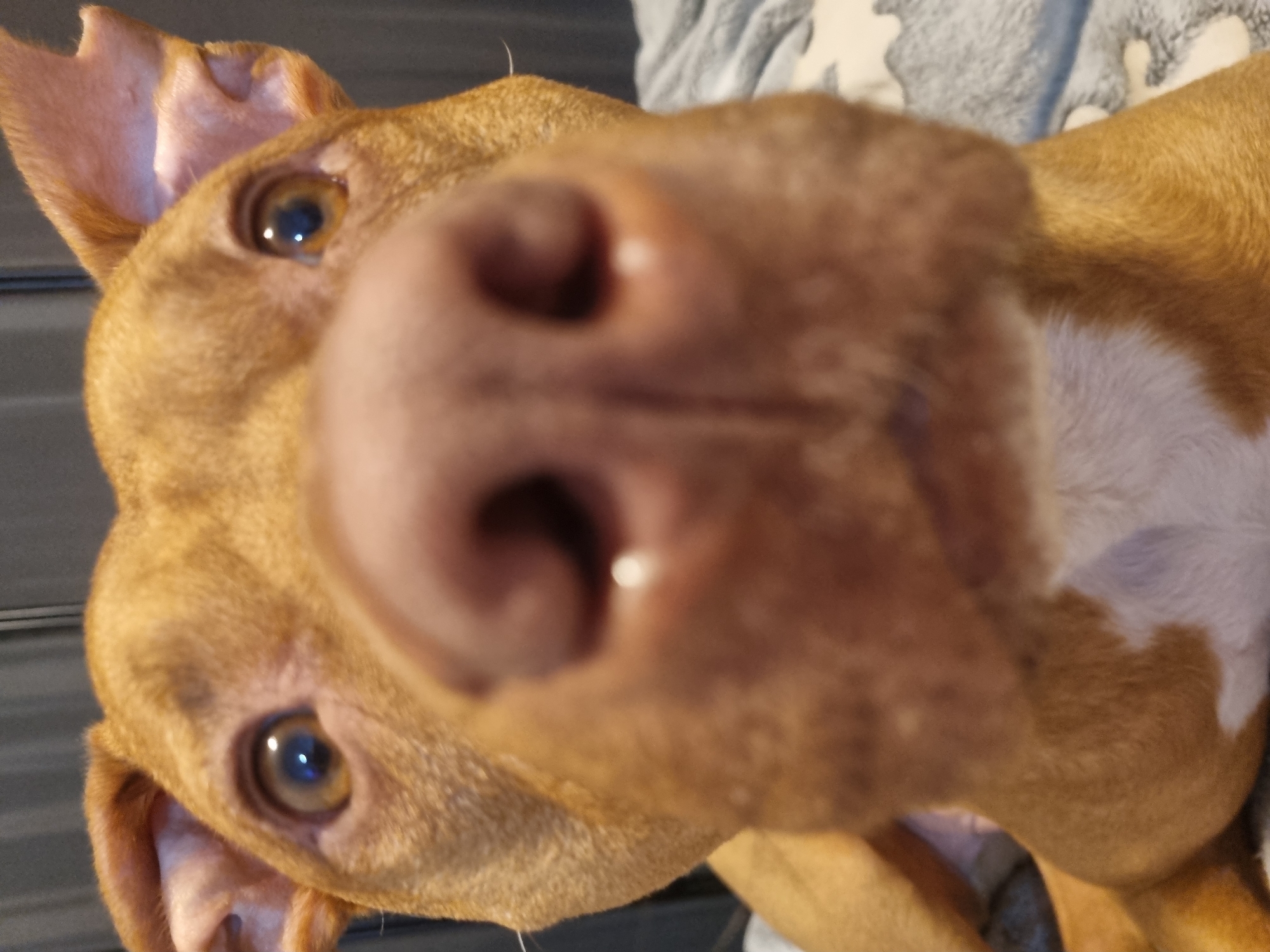 A close-up image shows a light brown dog's face, with its nose prominently in focus, occupying a large portion of the frame. The dog's eyes are visible, and one ear is perked up. The background is blurred, showing a gray surface and what appears to be a patterned gray blanket.
