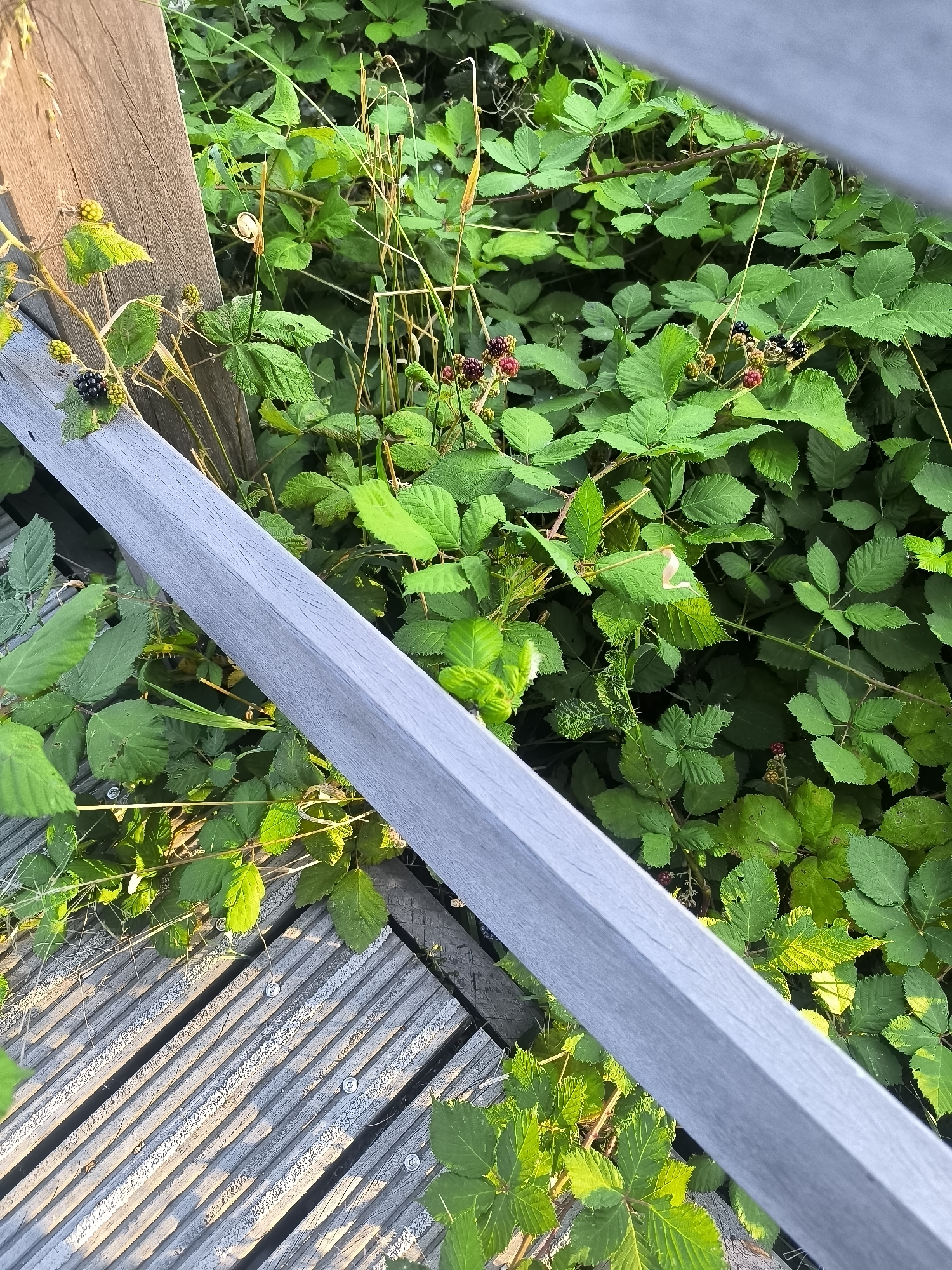 This image depicts a close-up view of a wooden boardwalk bordering dense, green foliage. The boardwalk planks are weathered and gray, running diagonally across the lower portion of the frame. A light gray, angular railing runs diagonally in the upper half of the image. Among the lush green leaves of what appears to be blackberry bushes, several clusters of blackberries are visible. Some are ripe, appearing dark purple or black, while others are still green or reddish. A single snail is visible on a blade of grass near the center-left of the image. The scene suggests an outdoor natural setting, possibly a park or trail within the city of Almere, Netherlands, where such vegetation and boardwalks are common. No people or animals other than the snail are present in the image. The lighting indicates it is daytime, with sunlight casting dappled shadows on the boardwalk and illuminating the leaves.