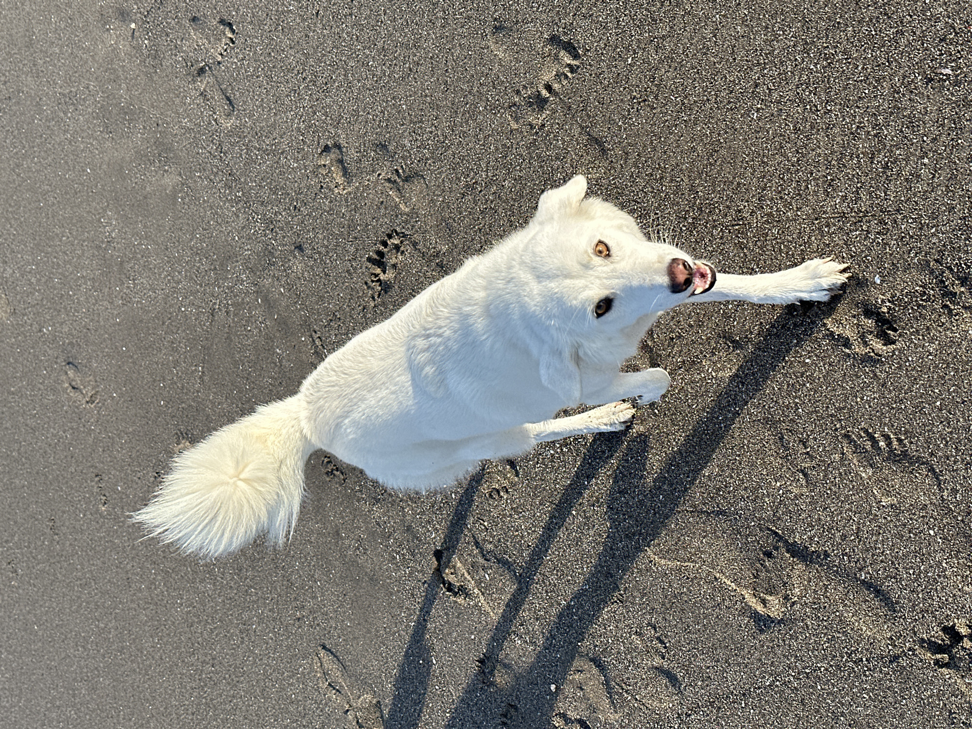 A white dog with amber eyes is standing on dark sand, facing the camera with its mouth slightly open. Its tail is held high and bushy, pointing to the left. The dog is positioned in the center-left of the frame. The sand is textured with small pebbles and shows several footprints, indicating it is a beach. Long shadows are cast across the sand, suggesting the sun is low in the sky. The scene appears to be a beach in North Kuta, Indonesia, possibly during sunset or sunrise due to the lighting.