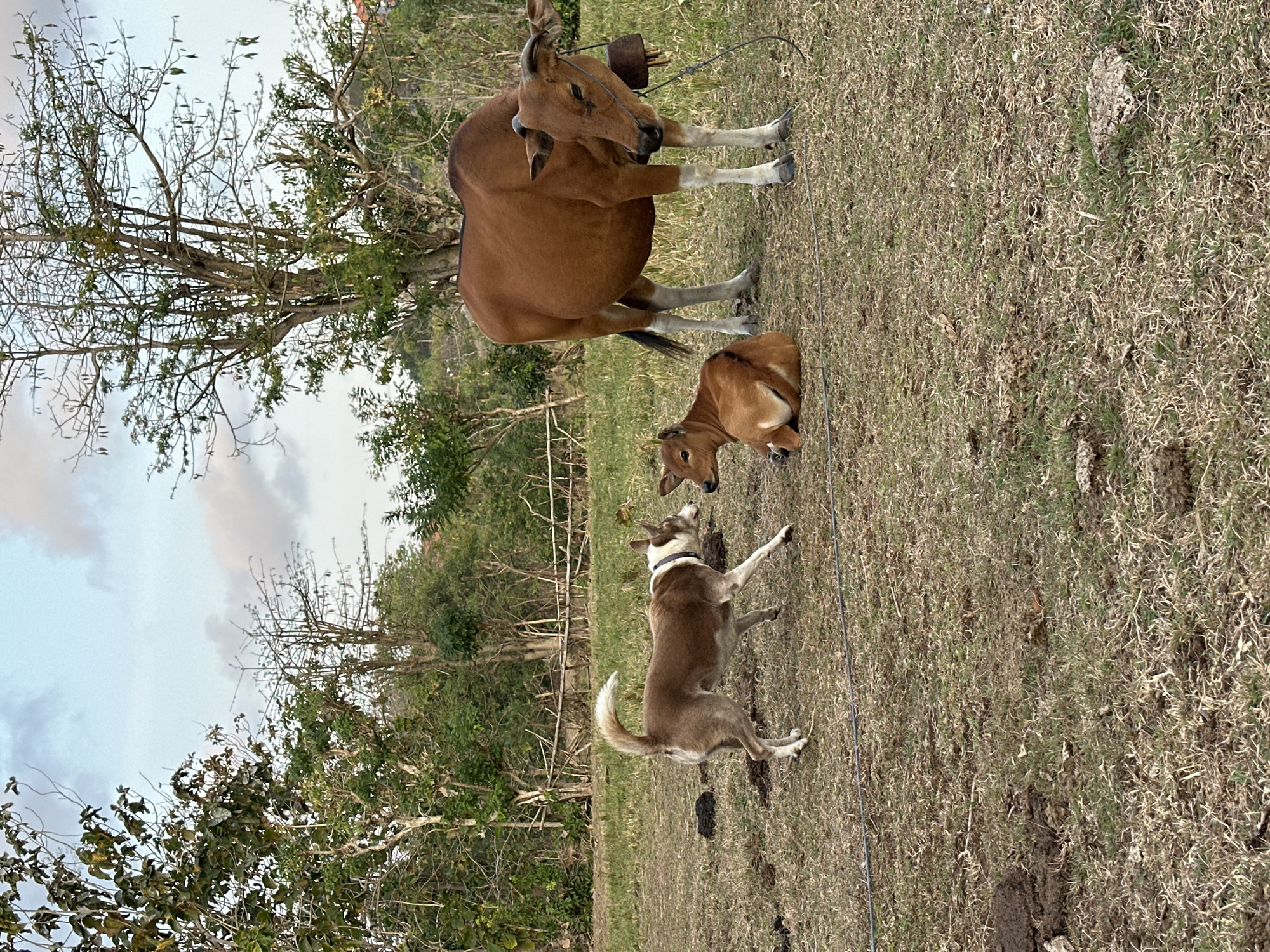 An outdoor scene depicts a brown and white dog interacting with a brown calf and a larger brown cow in a dry, grassy field. The dog, with its tail raised and a white collar, appears to be playfully nudging or sniffing the calf, which is lying down. The cow stands nearby, also facing the calf, and has a bell around its neck. The field is sparsely covered with dry grass and patches of bare earth. In the background, there are trees with sparse foliage and a wooden fence. The sky is cloudy. The scene appears to be in a rural or semi-rural area, possibly a pasture. This setting is consistent with many rural landscapes in Kuta Selatan, Bali, Indonesia, known for its blend of beaches and agricultural areas.
