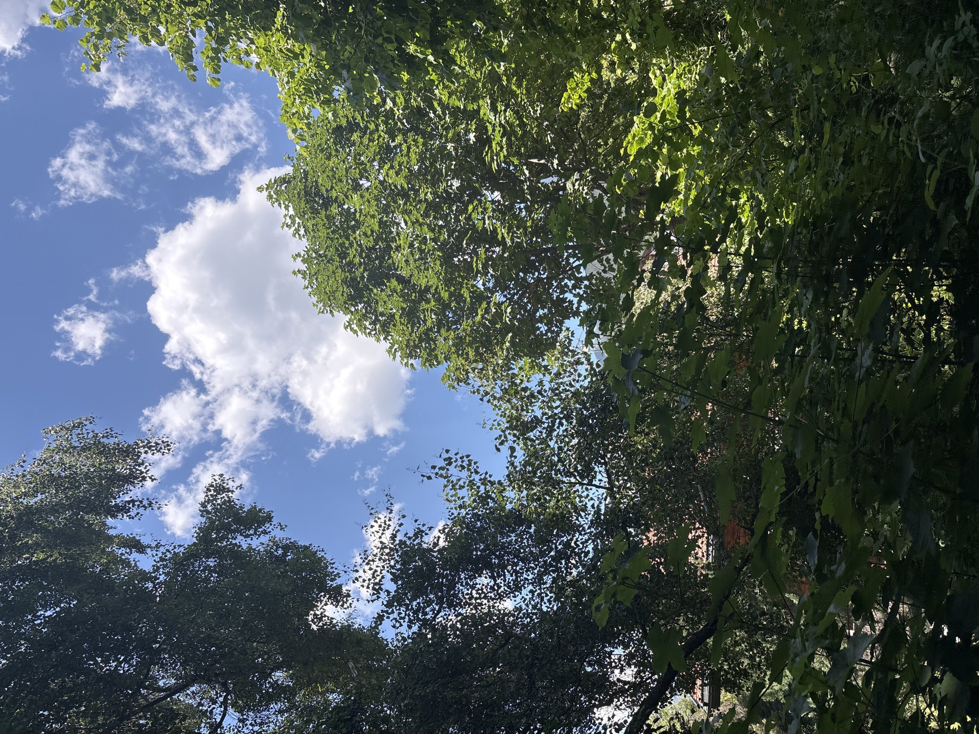 The image shows a view looking up through the canopy of leafy green trees towards a bright blue sky dotted with fluffy white clouds. The sun appears to be shining, casting dappled light through the leaves and creating patches of bright green and shadow. The foliage is dense, suggesting a lush, natural setting, possibly a park or forest. The scene evokes a sense of peace and natural beauty, with the vibrant green of the leaves contrasting with the clear blue of the sky. The perspective looking upwards emphasizes the height and scale of the trees. There are no people or man-made objects clearly visible, focusing the attention solely on the natural elements. The weather appears to be fair and sunny, indicative of a pleasant day. The overall impression is one of a serene outdoor environment on a clear day.