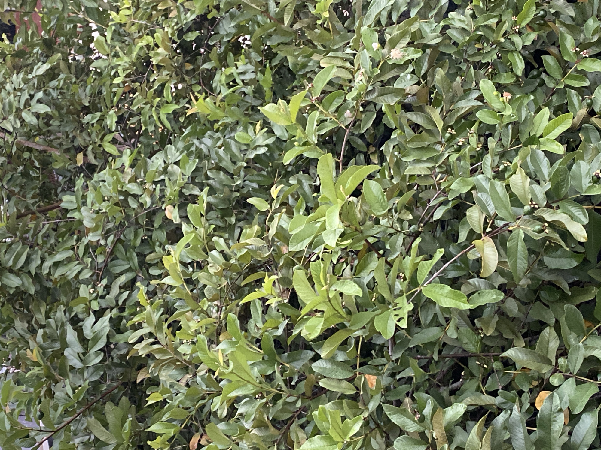 The image shows a dense canopy of green leaves, indicative of a fruit-bearing tree, possibly a guava tree, given the small fruits visible in some sections of the foliage. The leaves are oval-shaped with pointed tips and have a leathery texture. The branches are thin and woody, with a reddish-brown hue. The overall impression is one of lush vegetation, suggesting a natural or cultivated outdoor setting. Based on the vegetation, this image could be located in any urban park, residential garden, or roadside in Davao City, Philippines, where such trees are common.
