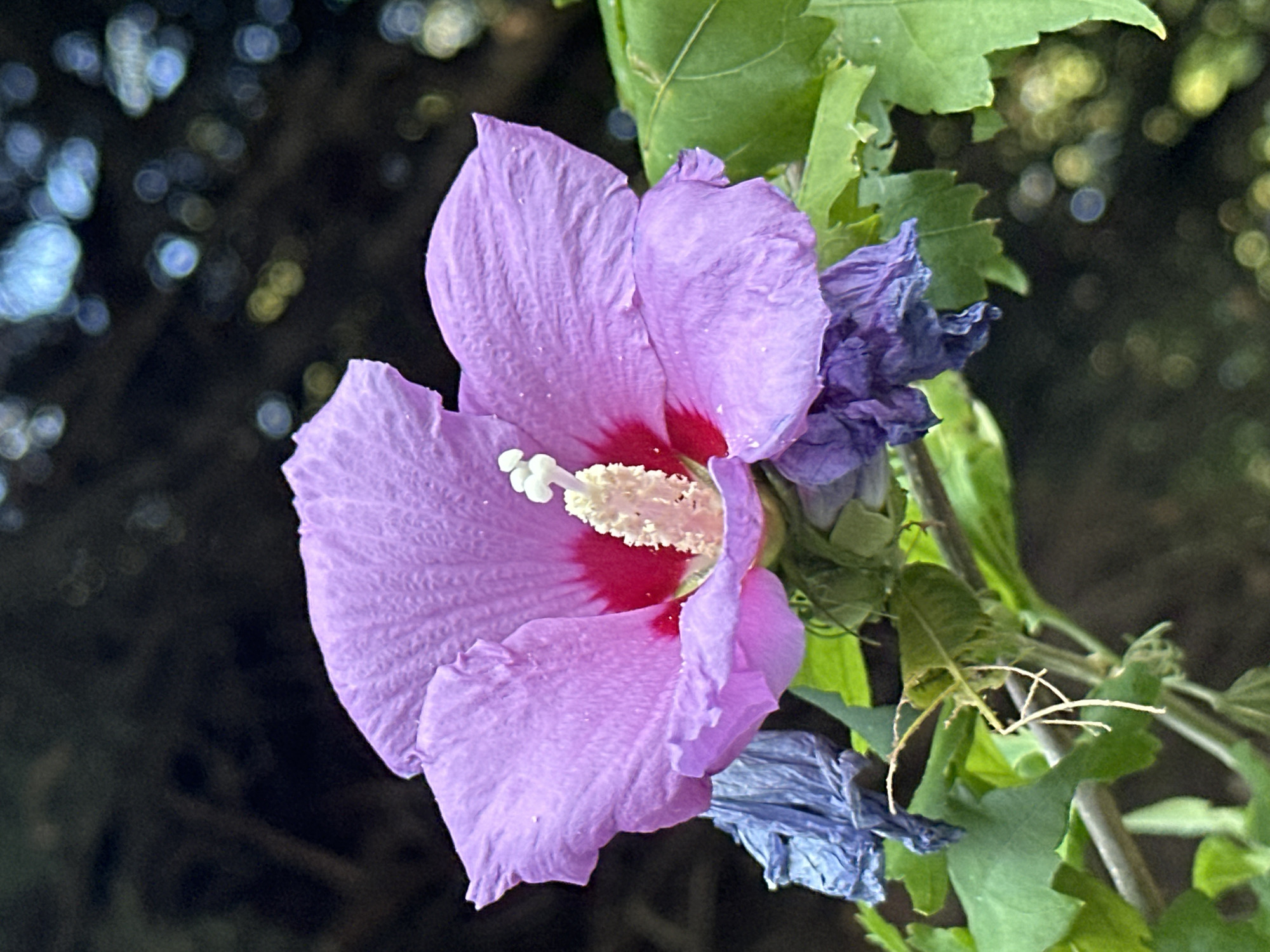 A close-up, eye-level, vertical shot captures a vibrant, pale purple hibiscus flower in full bloom. The flower's petals are wide and ruffled, with a deep pinkish-red center. A prominent, fuzzy, pale yellow stamen rises from the center, tipped with white. To the left and below the main flower, two wilted, dark blue or purple buds are visible, one appearing dried and papery, the other slightly more intact but also faded. Green leaves are present around the flower, some in focus and others blurred. The background is dark and out of focus, with bokeh effects of circular light orbs in shades of yellow, green, and blue, suggesting sunlight filtering through foliage. The image does not depict any people, actions, or interactions. It is a botanical study of a single flowering plant. The location in Sochi, Russia, is not discernible from the visual information present in the image.