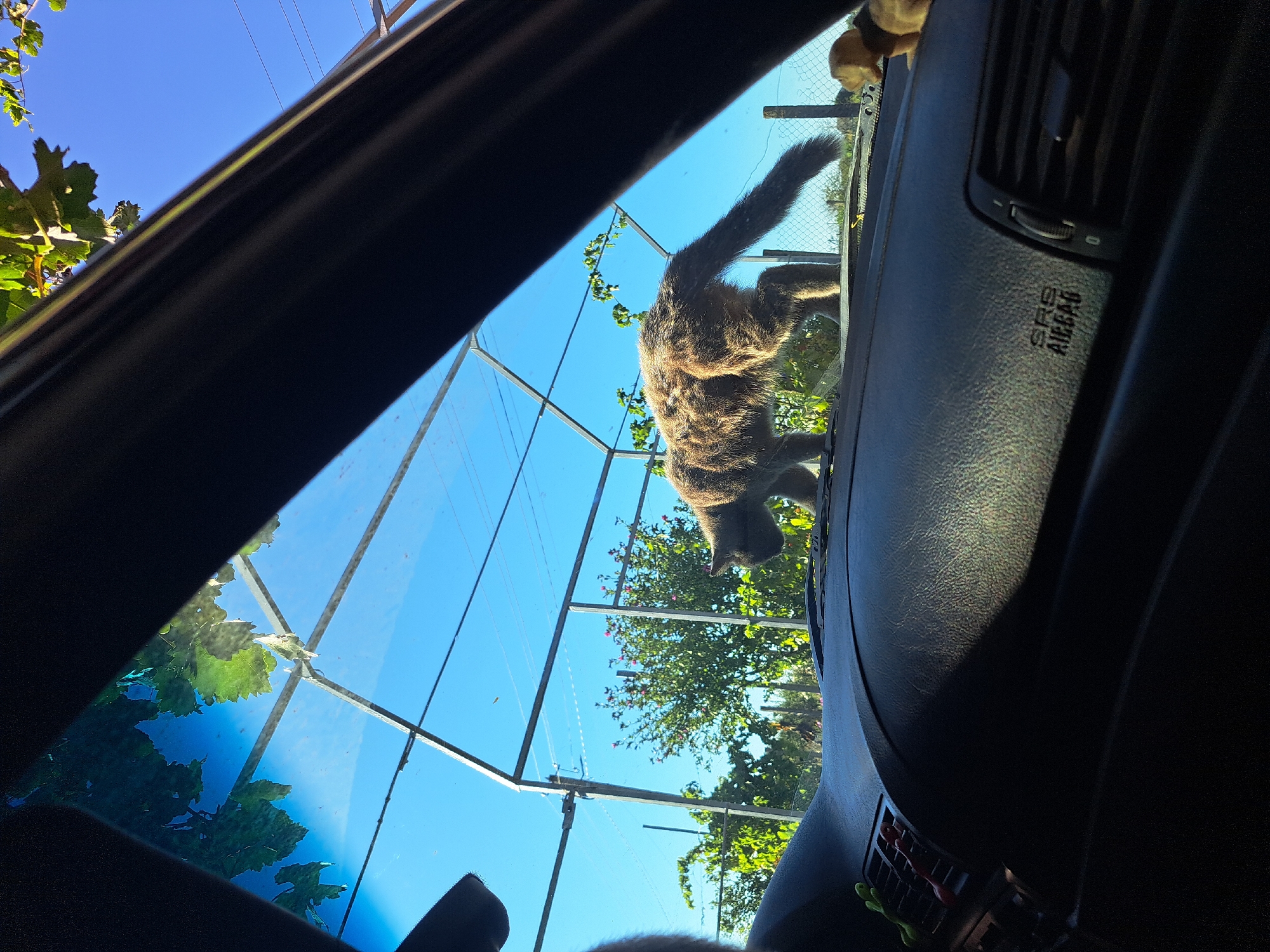 The image depicts a view from inside a car, looking out through the windshield. The dashboard is visible in the foreground, with a black textured surface. To the left, an air vent is visible with two small decorative figures attached, one green and one red. Further to the right, the "SRS AIRBAG" lettering is embossed on the dashboard.
Outside the car, a grey cat with a long, bushy tail is walking across the windshield. The cat is facing to the right. In the background, there is a bright blue sky with some faint wispy clouds. A metal structure, possibly a greenhouse frame or trellis, is present behind the cat, supporting green vines with leaves. Beyond this structure, trees and vegetation are visible, along with a chain-link fence. Sunlight casts shadows across the scene, indicating it is daytime. The image appears to have been taken in Vypasne, Ukraine, based on the provided context, suggesting an outdoor setting within or near a residential area.