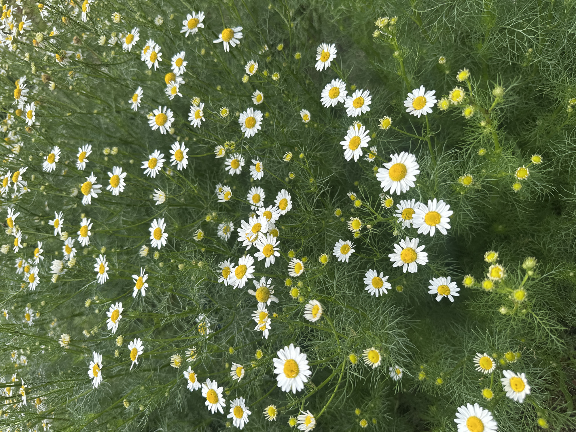 A close-up, top-down view shows a dense patch of chamomile flowers in bloom. The flowers have white petals and yellow centers, with feathery green foliage surrounding them. Some buds are also visible, indicating ongoing growth. The scene is likely outdoors, in a natural setting. No people or man-made structures are present in the image. The location provided, Novoyeniseyka, Russia, is context for the image, but there are no visual cues within the image itself to confirm this specific location.