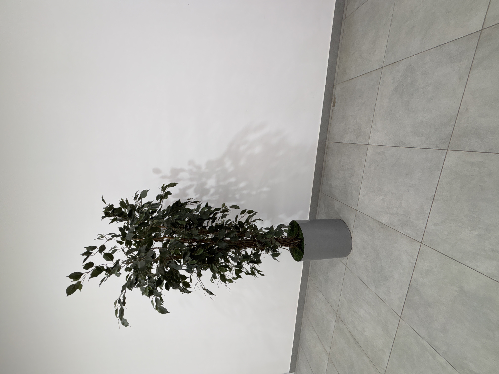 A tall, artificial ficus tree in a grey cylindrical planter sits on a tiled floor against a white wall. The tree has dark green leaves and visible brown branches. A shadow of the tree is cast on the wall behind it. The floor is made of light grey square tiles. The base of the wall has a thin grey trim. The scene appears to be an indoor setting, possibly an office or a lobby, with no people or specific urban landmarks identifiable. The location in Naberezhnye Chelny, Russia cannot be determined from the image.