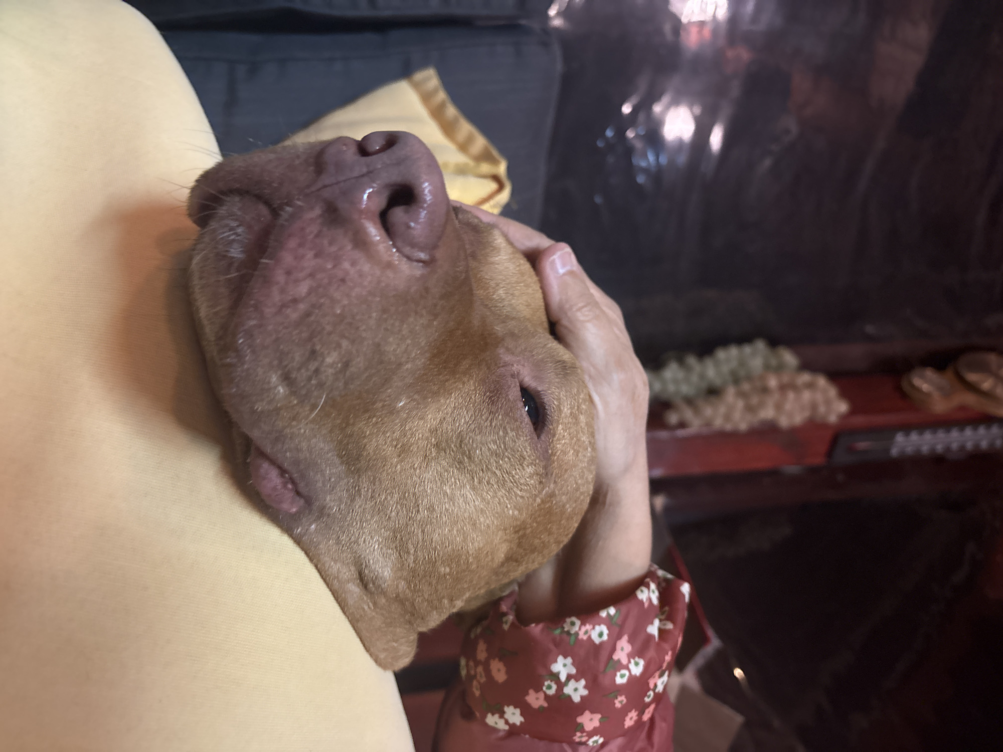 A close-up shot shows a light-brown dog resting its head on a person's lap. The person's hand is gently placed on the dog's head. The person is wearing a maroon jacket with a white floral pattern. In the background, a grey sofa and a yellow pillow are visible. Other blurred objects, including what appears to be a shelf with various items on it, are also present. The location cannot be determined based on the visual information provided.