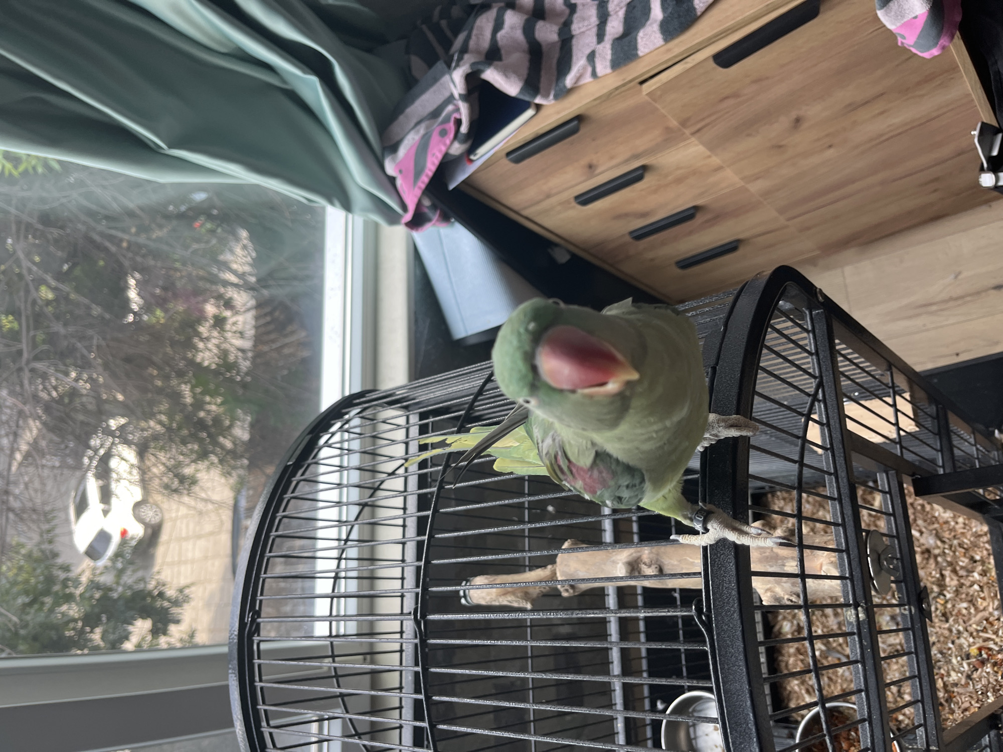 A medium shot captures a light green parrot with a red beak and a red patch on its wing, perched on a wooden swing inside its black metal cage. The parrot is facing the camera, with its head slightly tilted. Its left leg has a black band. The cage is placed near a window, through which a white car is visible outside, parked near trees. To the right of the cage, a wooden dresser with dark handles is visible, covered with a striped pink and gray blanket. The room appears to be a domestic setting. The image was taken in Pazardzhik, Bulgaria.
