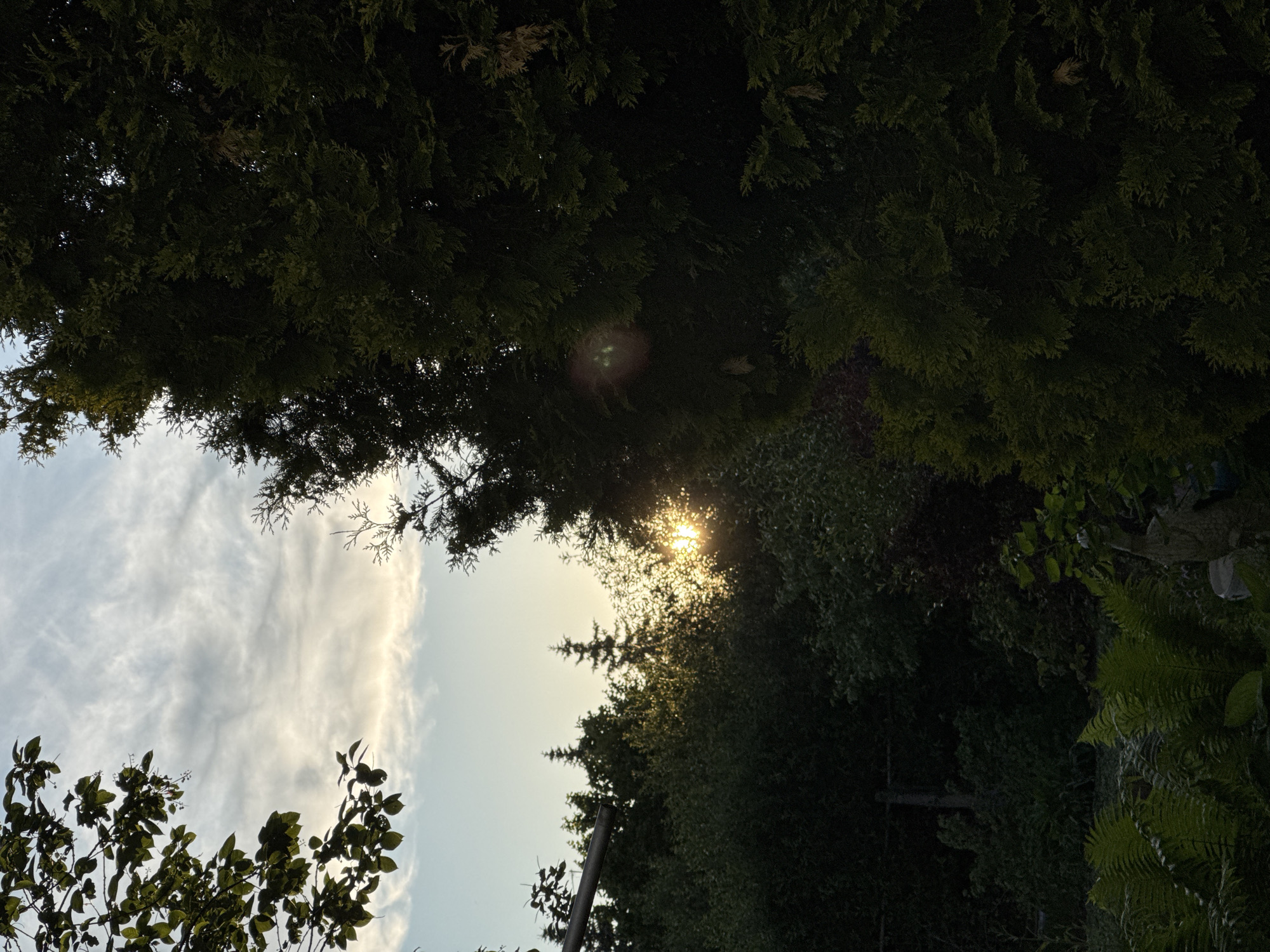 The image presents a view looking upwards through a dense canopy of trees towards the sky. The scene is dominated by rich green foliage, primarily thick coniferous trees forming a dark, textured overhead covering across the top and right side of the frame. Towards the bottom and left, broader-leaved deciduous trees and distinct ferns are visible, adding to the variety of plant life.
The sun is a prominent feature, visible as a bright, glowing orb breaking through a gap in the dense foliage towards the center-right of the image. Its light creates a noticeable lens flare and illuminates the edges of some leaves, suggesting either early morning or late afternoon. The sky, visible through the breaks in the canopy, is a pale blue with wispy white clouds, indicating clear and fair weather.
A slender, dark, vertical pole or structure is partially visible amidst the lower foliage, hinting at a subtle man-made element within the natural setting. No people or specific activities are depicted. The overall impression is one of peaceful natural beauty and the interplay of light and shadow within a verdant environment, consistent with a forested or garden setting in Прикамский, Russia. No visible text is present.