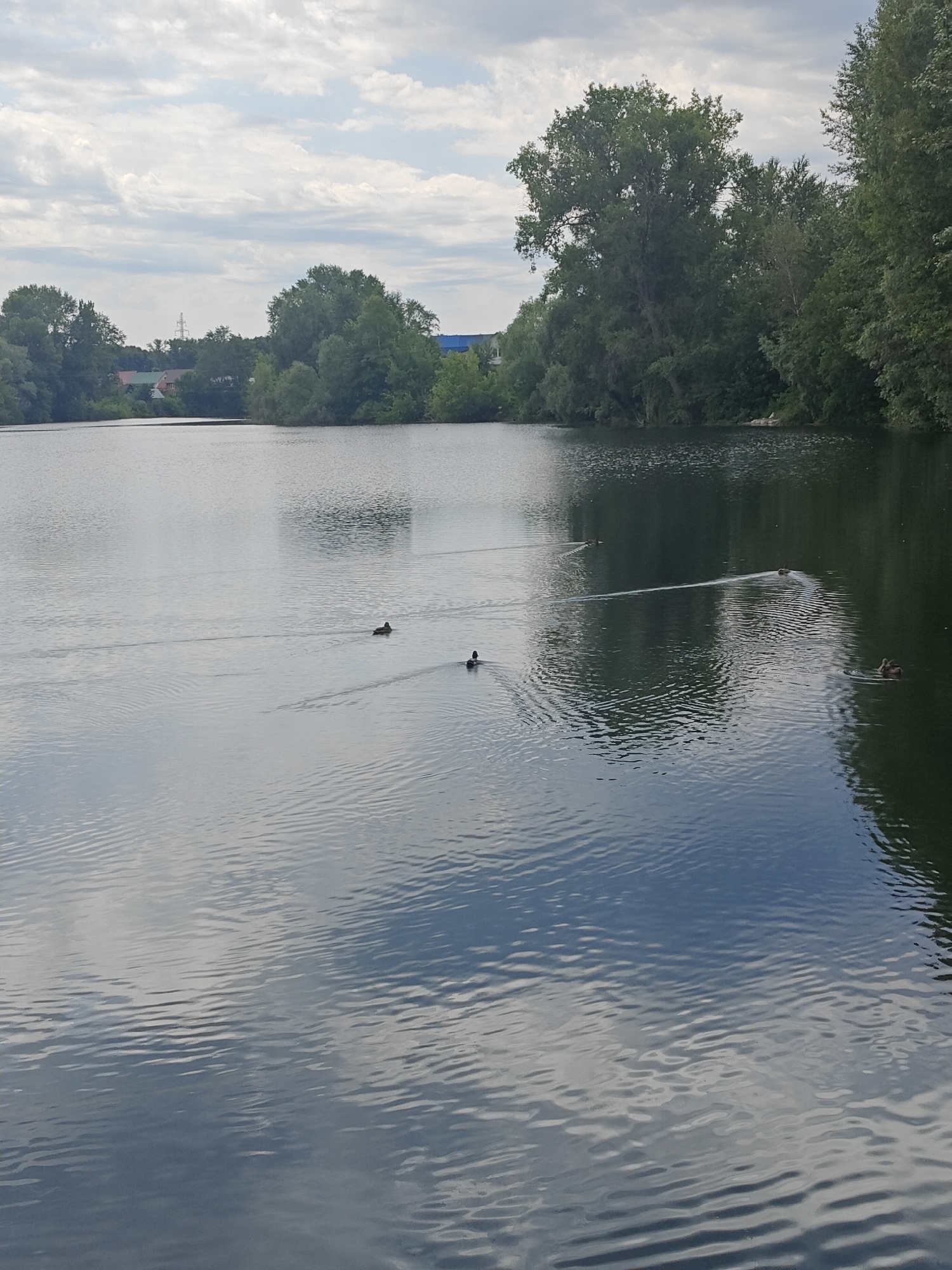 The image shows a body of water with several ducks swimming. The water reflects the sky and the surrounding trees, creating a serene atmosphere. The banks of the water are lined with lush green trees, suggesting a natural or park-like setting. In the distance, a few buildings and a power line tower are visible, indicating the proximity of an urban area. The sky is partly cloudy, with a mix of white and gray clouds. The overall impression is one of a tranquil day in a natural environment that is close to a city.