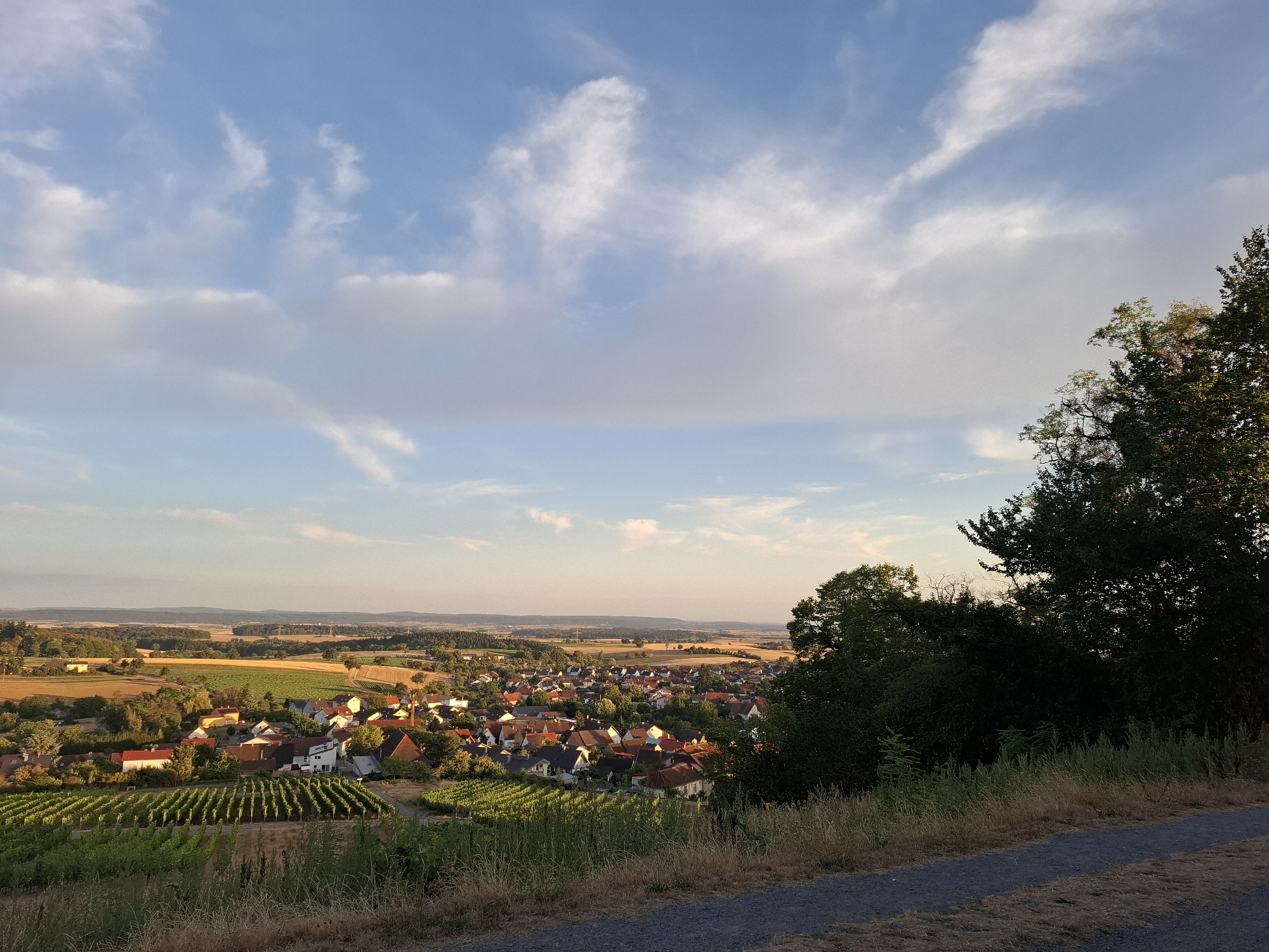 The image is a landscape photograph taken from an elevated vantage point overlooking a rural village. In the foreground, dry grass and a gravel path are visible. Beyond the path, rows of vineyards stretch across the landscape. In the middle ground, a cluster of houses with red and white roofs forms the village. Behind the village, fields of golden crops and scattered trees extend into the distance, with rolling hills on the horizon. The sky is a pale blue with scattered white clouds. The lighting suggests it is late afternoon or early evening. This view is characteristic of the agricultural landscape surrounding Sinsheim, Germany, where vineyards are a prominent feature. There are no people visible in the image.