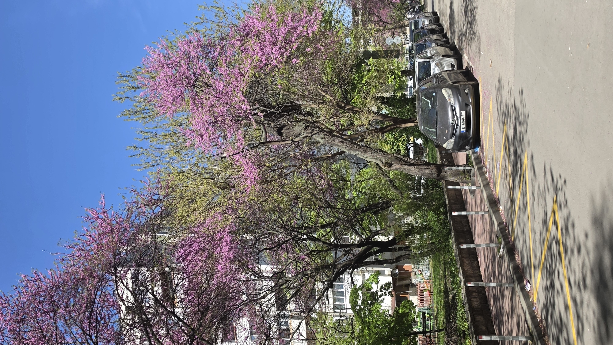 This image presents a vibrant urban street scene, likely captured during spring on a clear, sunny day in Varna, Bulgaria. The perspective is looking down a street, with a row of parked cars on the right and flowering trees dominating the left.
The main subjects are the trees, cars, road, and buildings. Several mature trees, likely Judas trees, are in full bloom with striking pink/purple flowers directly on their branches and trunks, interspersed with newly sprouted light green leaves. Their canopies create a natural archway over parts of the street. Behind the trees, glimpses of white multi-story buildings with numerous windows are visible.
A row of parked cars lines the right side of the road. The most visible vehicle is a dark gray Toyota with the license plate "B 6846 TT". The 'B' prefix on the license plate typically indicates registration in Sofia, Bulgaria, which slightly conflicts with the provided location context of Varna. The road surface is asphalt, with distinct yellow zigzag markings painted along the curb, often indicating a no-parking zone or bus stop. A paved sidewalk, bordered by short, white and red striped bollards, runs parallel to the road on the left, with some debris scattered near the curb.
Notable details include the time of day, which appears to be mid-day due to the bright sunlight and strong, well-defined shadows cast by the trees and potentially buildings across the road. The weather is perfectly clear with a brilliant, cloudless blue sky filling the upper left portion of the frame. The overall atmosphere suggests a peaceful, blooming spring day in an urban setting.
