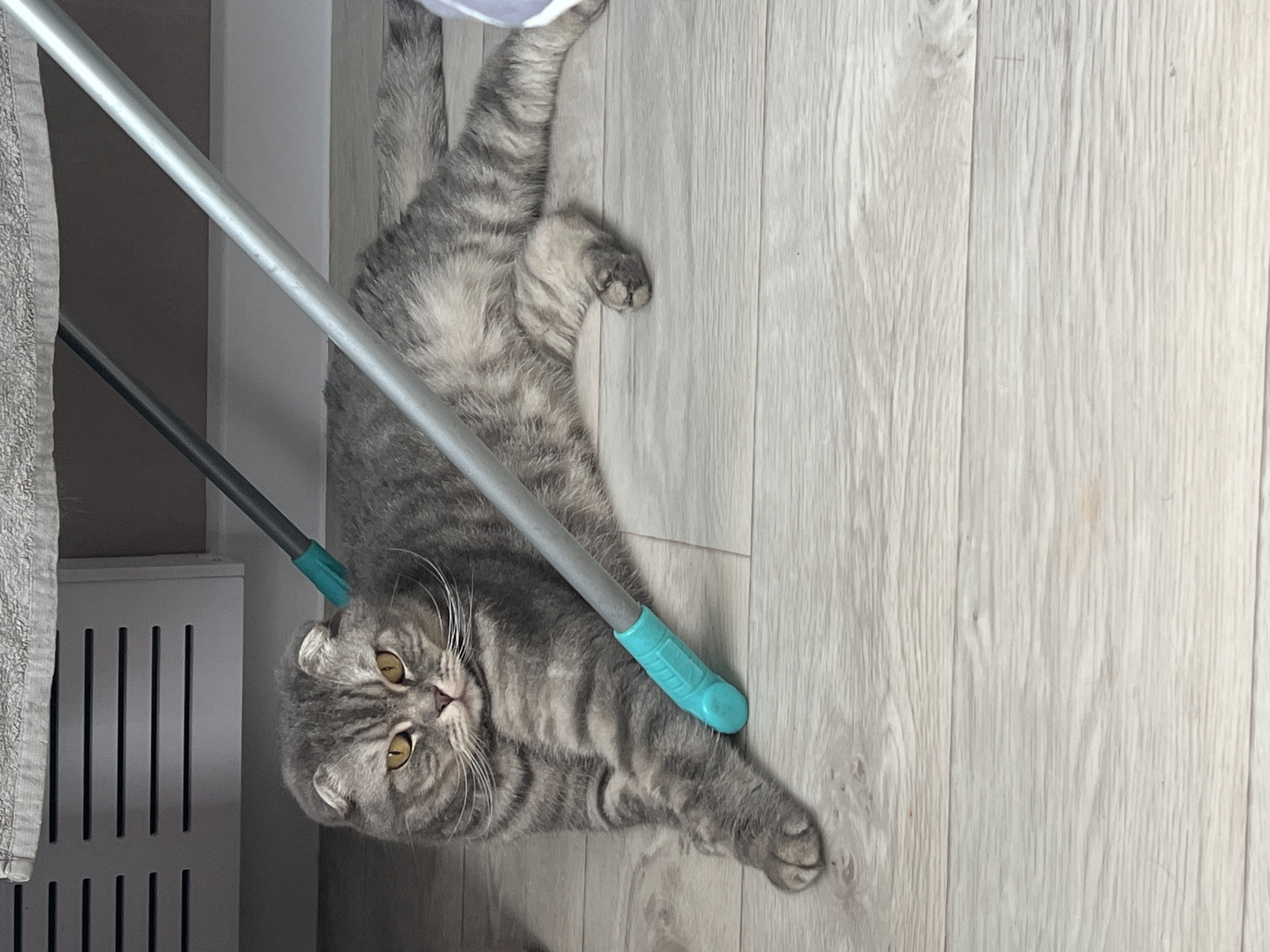 A gray tabby cat with yellow eyes lies on a light-colored wood floor. A metal cleaning tool with a turquoise handle rests on the cat's body. A gray towel hangs on a metal rack next to a white radiator in the background. The location cannot be determined to be Votkinsk, Russia based on the provided information.