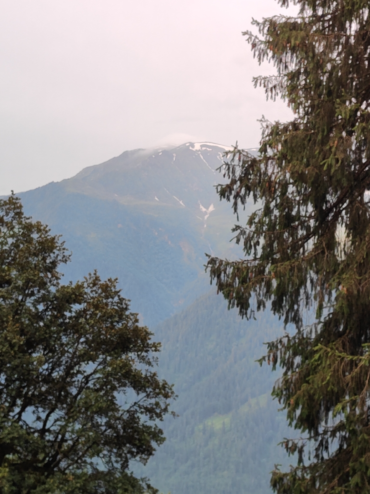 An overcast day in Vashisht, India, frames a majestic mountain range. In the foreground, two trees partially obscure the view. The tree on the left is broad-leafed, while the tree on the right is a coniferous evergreen. The mountain in the distance is capped with snow, its slopes covered in lush green vegetation and dotted with darker patches of forest. The sky is a hazy white, suggesting mist or clouds. The scene is tranquil and natural, conveying a sense of peace and serenity.