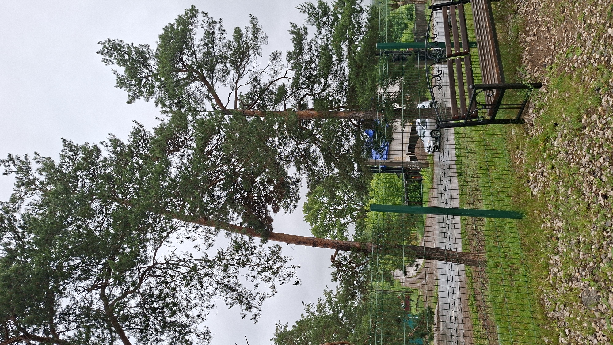 This image captures an outdoor scene in Novoilinsky, Russia, featuring a pair of mature pine trees in the foreground. A wire mesh fence runs horizontally across the frame, with a portion of a wooden and metal park bench visible on the right. Beyond the fence, a wet asphalt road is visible, with a silver car parked on its side. Trees and houses form the background, under a cloudy sky. The ground is covered with gravel and grass.